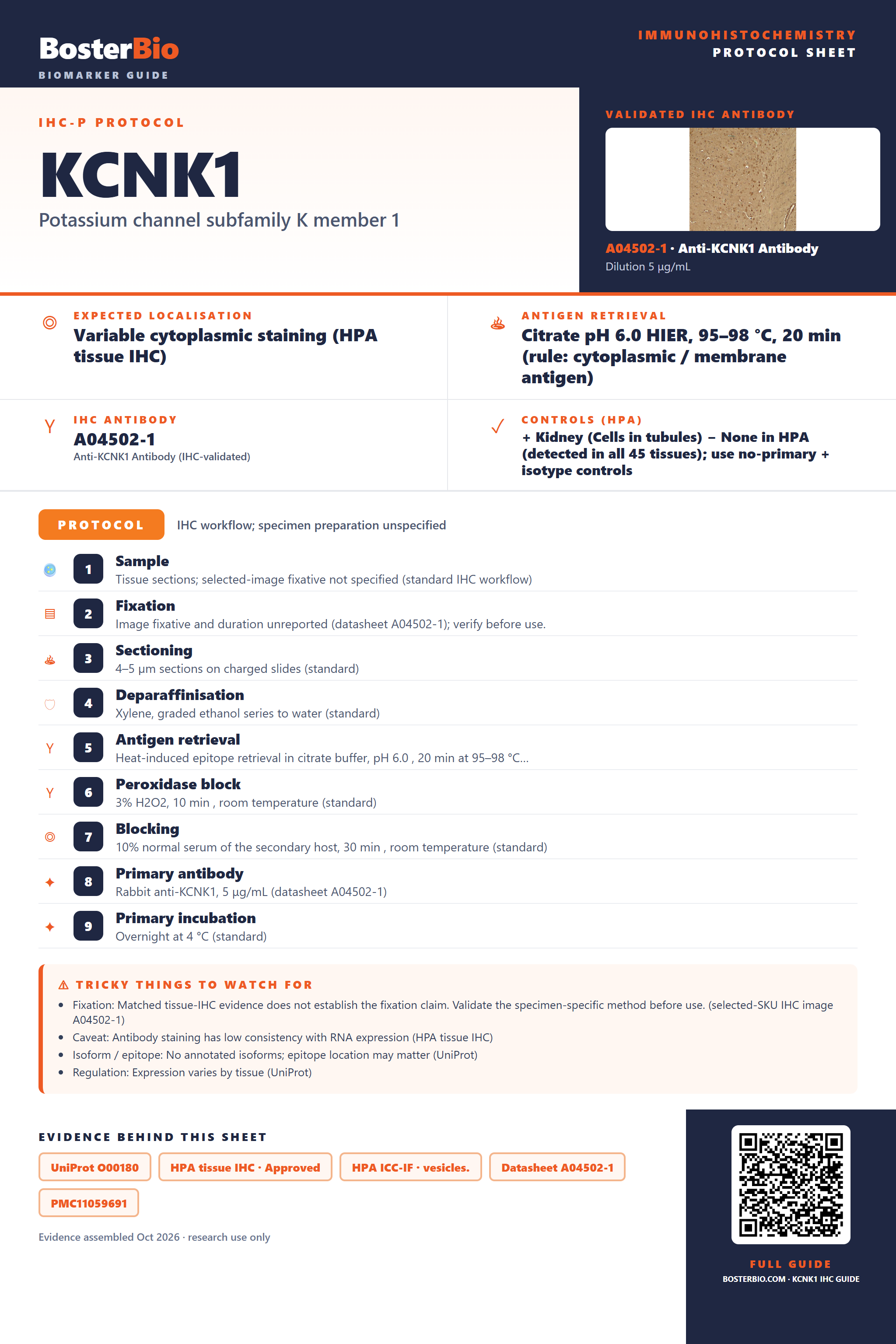 Immunohistochemistry protocol sheet for KCNK1 (IHC for KCNK1): expected localisation Variable cytoplasmic staining (HPA tissue IHC), antibody A04502-1, validated IHC image, and IHC protocol steps