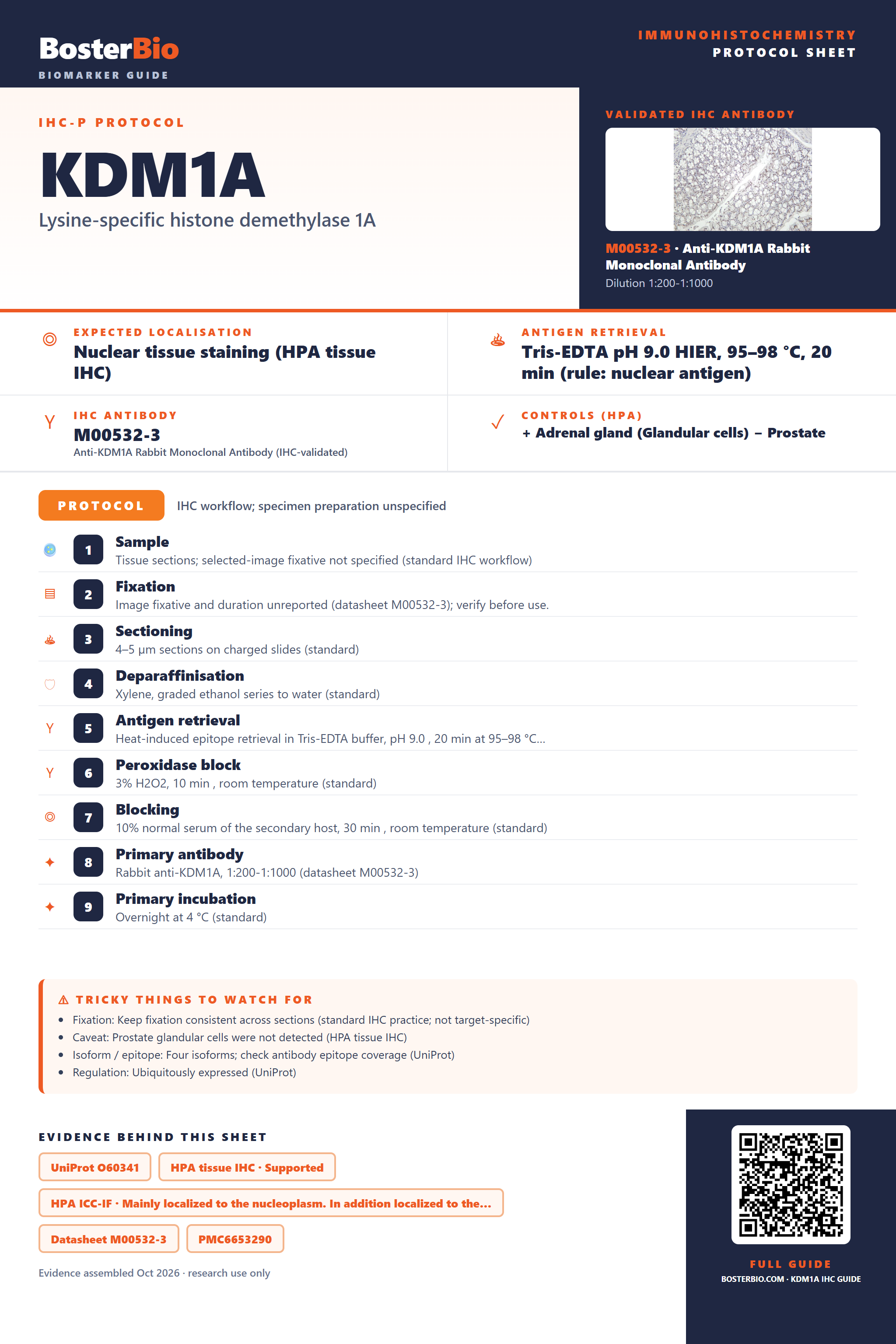 Immunohistochemistry protocol sheet for KDM1A (IHC for KDM1A): expected localisation Nuclear tissue staining (HPA tissue IHC), antibody M00532-3, validated IHC image, and IHC protocol steps