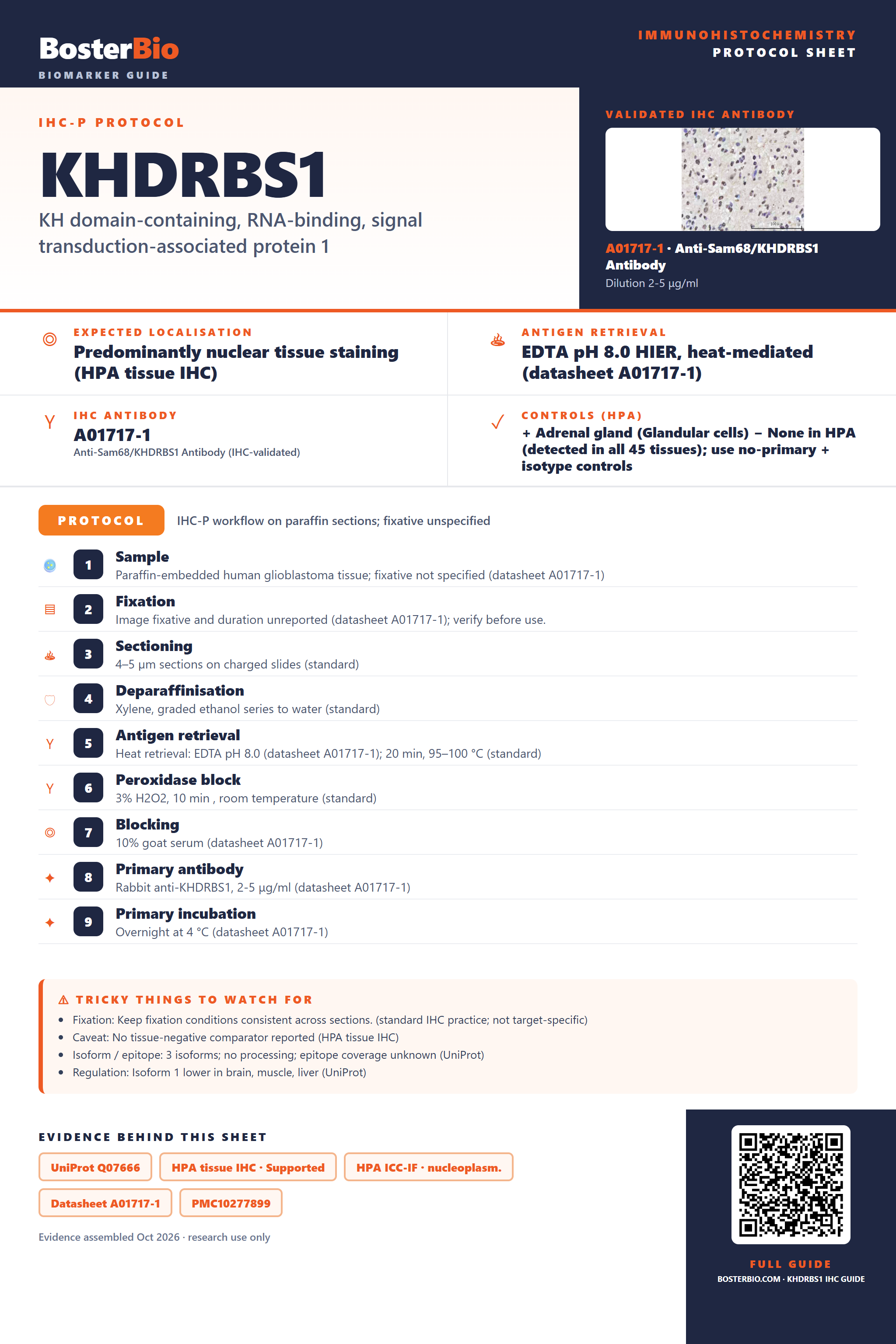Immunohistochemistry protocol sheet for KHDRBS1 (IHC for KHDRBS1): expected localisation Predominantly nuclear tissue staining (HPA tissue IHC), antibody A01717-1, validated IHC image, and IHC protocol steps