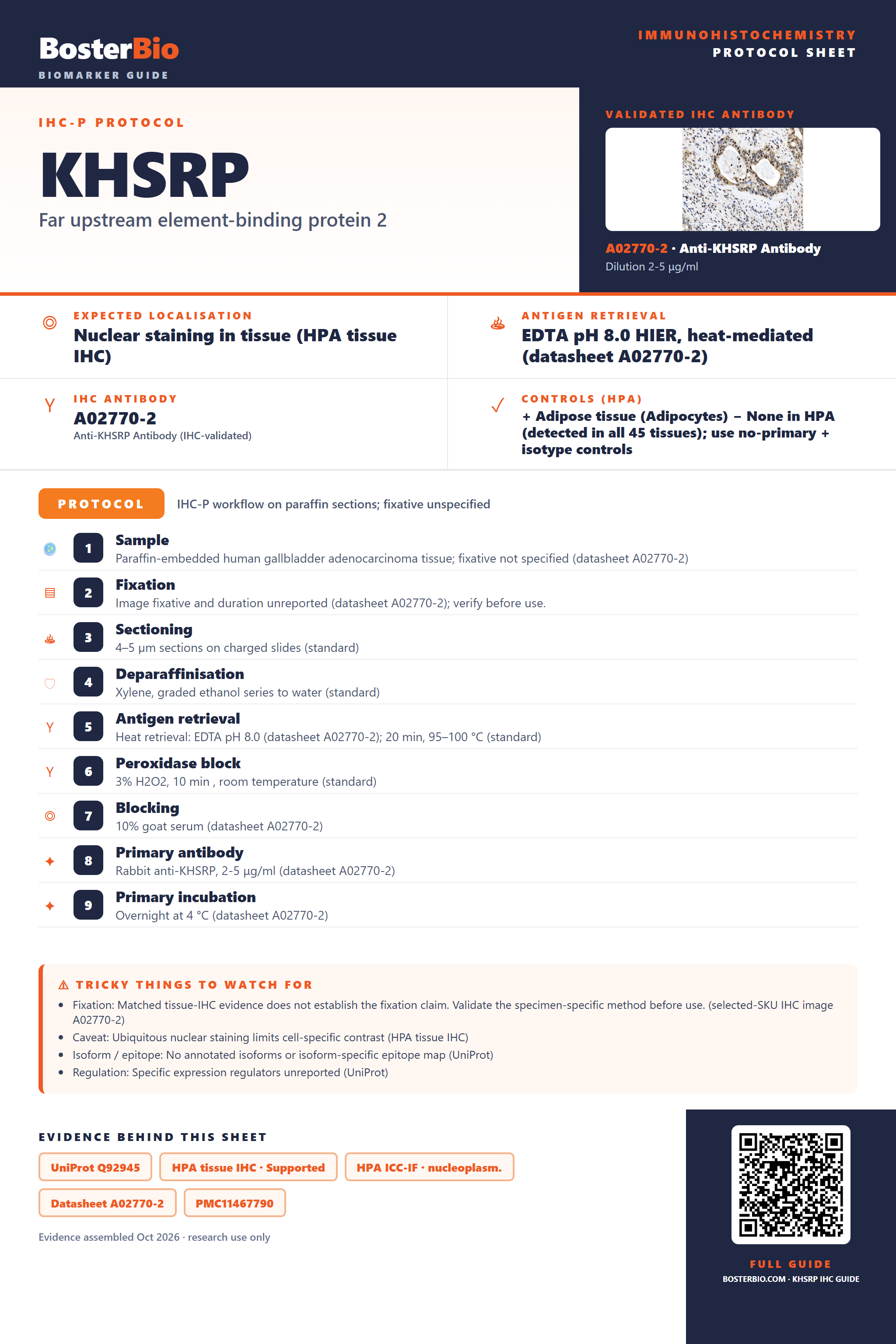 Immunohistochemistry protocol sheet for KHSRP (IHC for KHSRP): expected localisation Nuclear staining in tissue (HPA tissue IHC), antibody A02770-2, validated IHC image, and IHC protocol steps