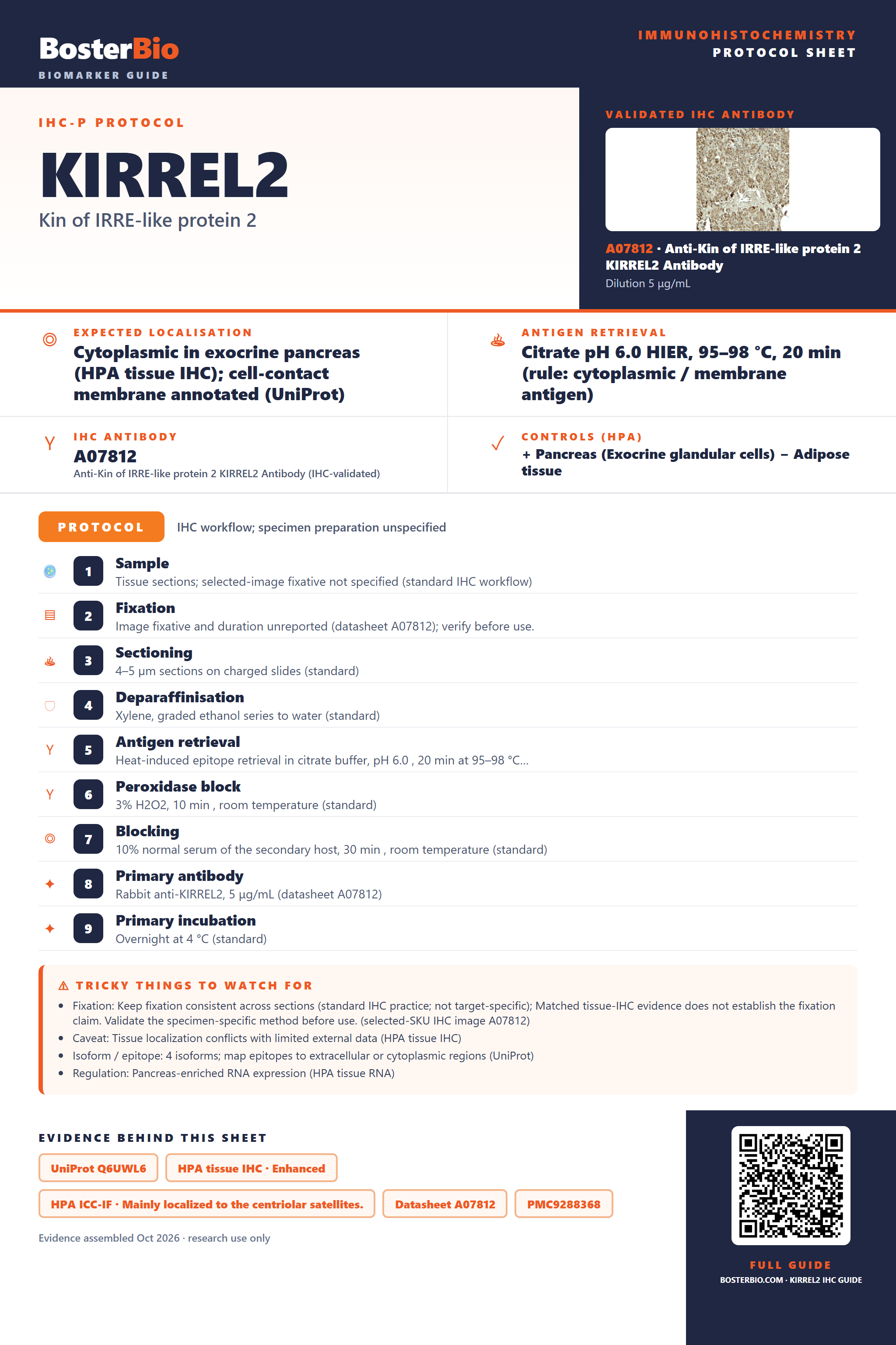 Immunohistochemistry protocol sheet for KIRREL2 (IHC for KIRREL2): expected localisation Cytoplasmic in exocrine pancreas (HPA tissue IHC); cell-contact membrane annotated (UniProt), antibody A07812, validated IHC image, and IHC protocol steps