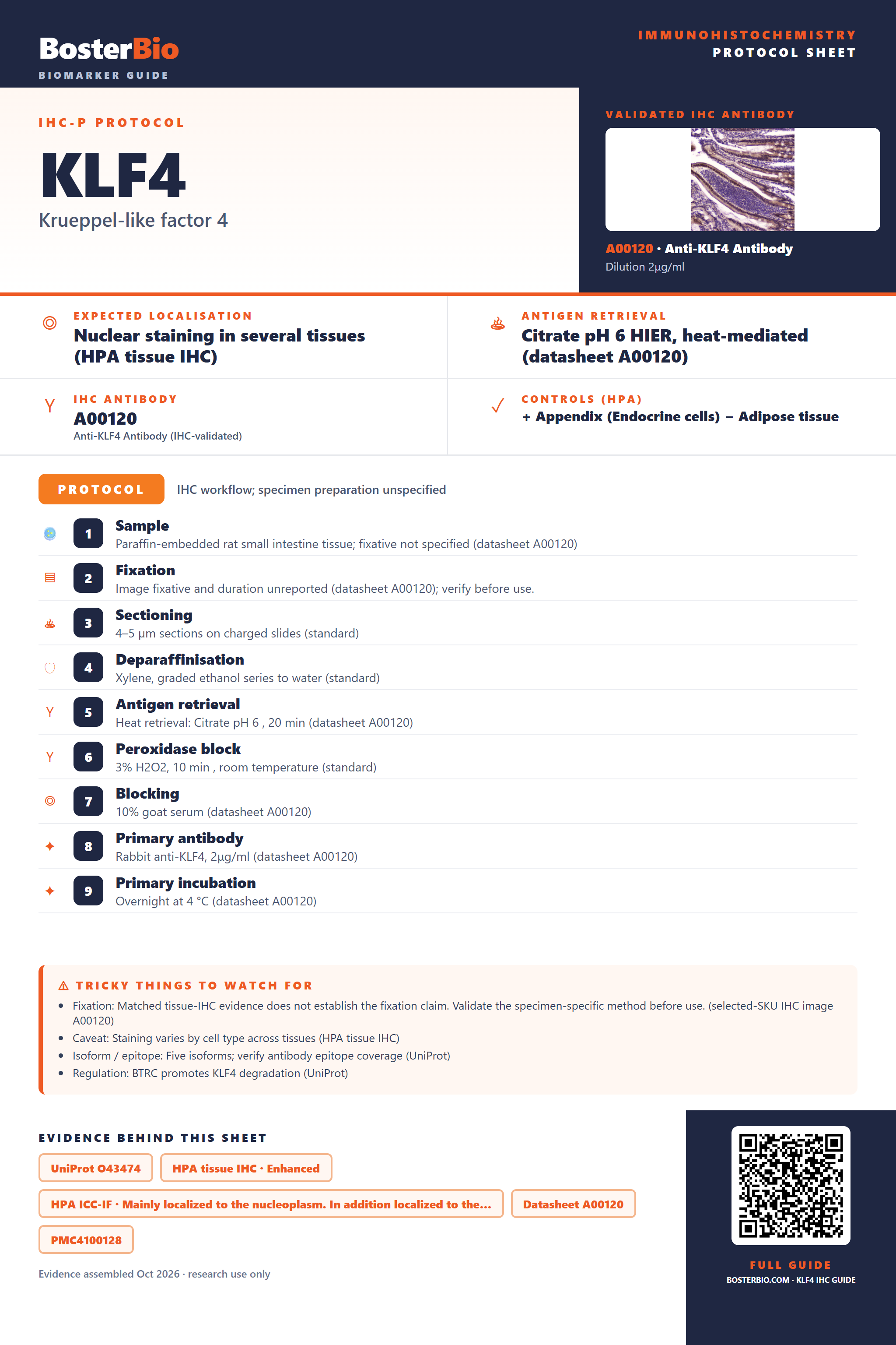 Immunohistochemistry protocol sheet for KLF4 (IHC for KLF4): expected localisation Nuclear staining in several tissues (HPA tissue IHC), antibody A00120, validated IHC image, and IHC protocol steps