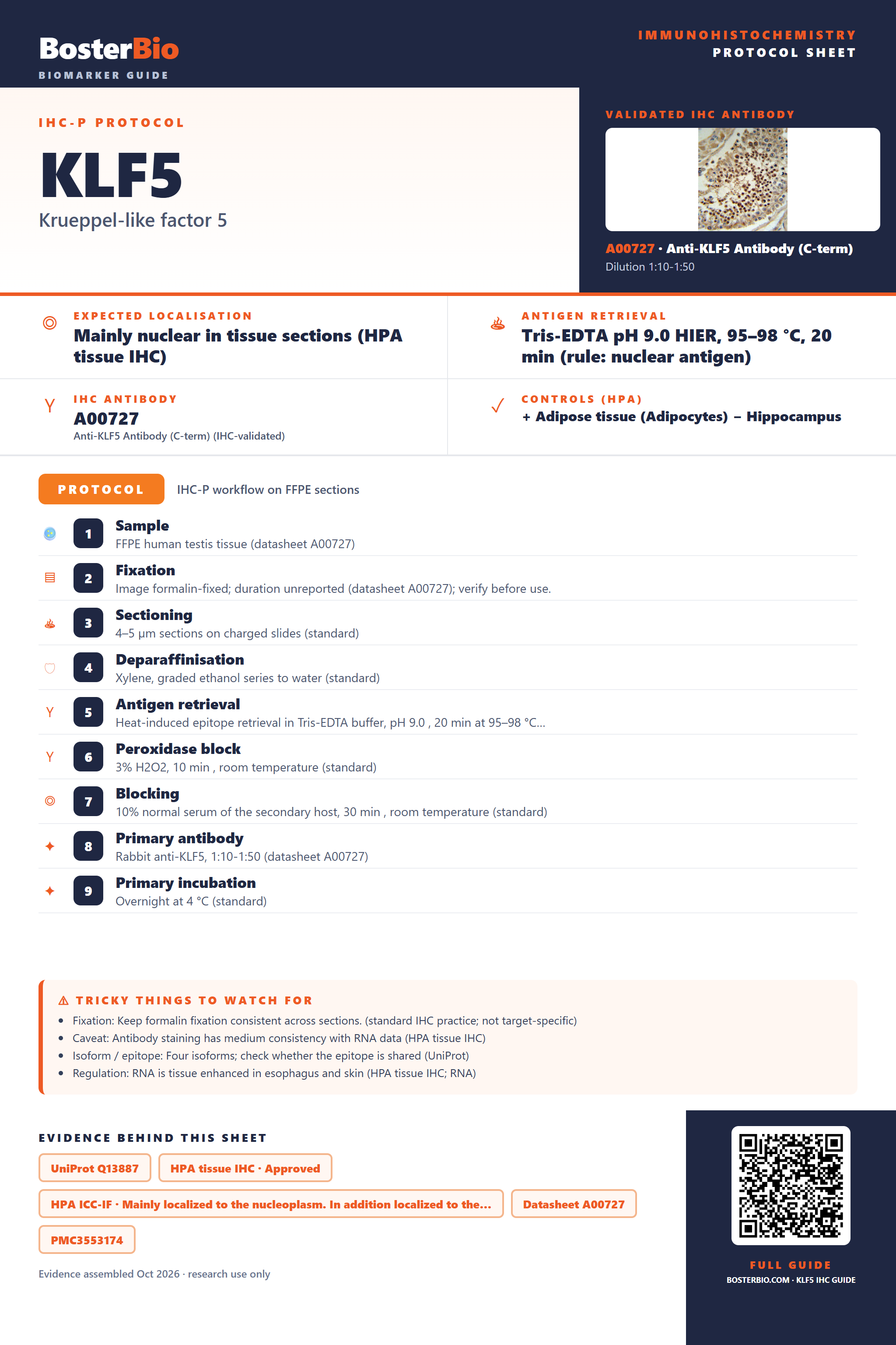 Immunohistochemistry protocol sheet for KLF5 (IHC for KLF5): expected localisation Mainly nuclear in tissue sections (HPA tissue IHC), antibody A00727, validated IHC image, and IHC protocol steps