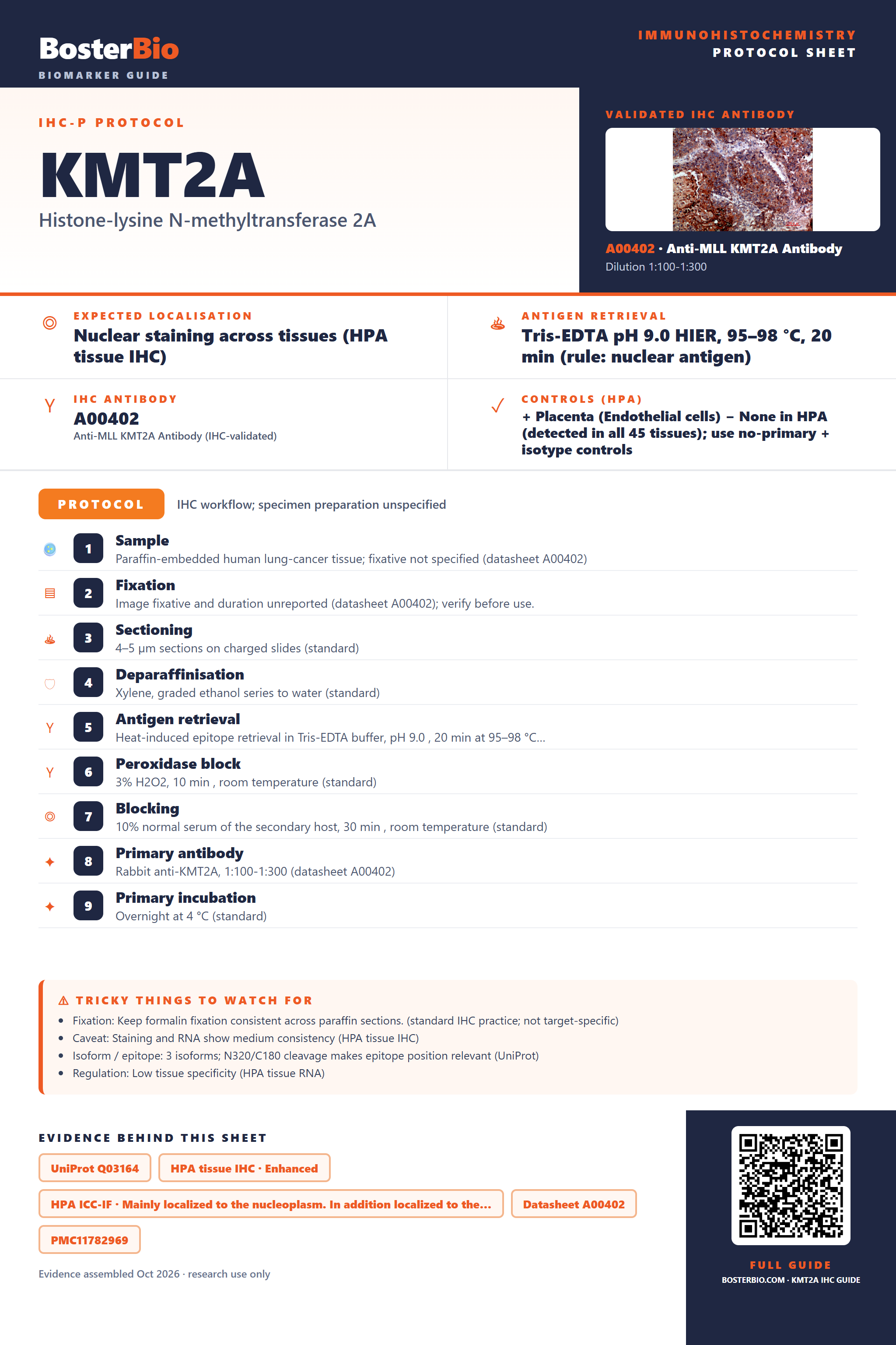 Immunohistochemistry protocol sheet for KMT2A (IHC for KMT2A): expected localisation Nuclear staining across tissues (HPA tissue IHC), antibody A00402, validated IHC image, and IHC protocol steps