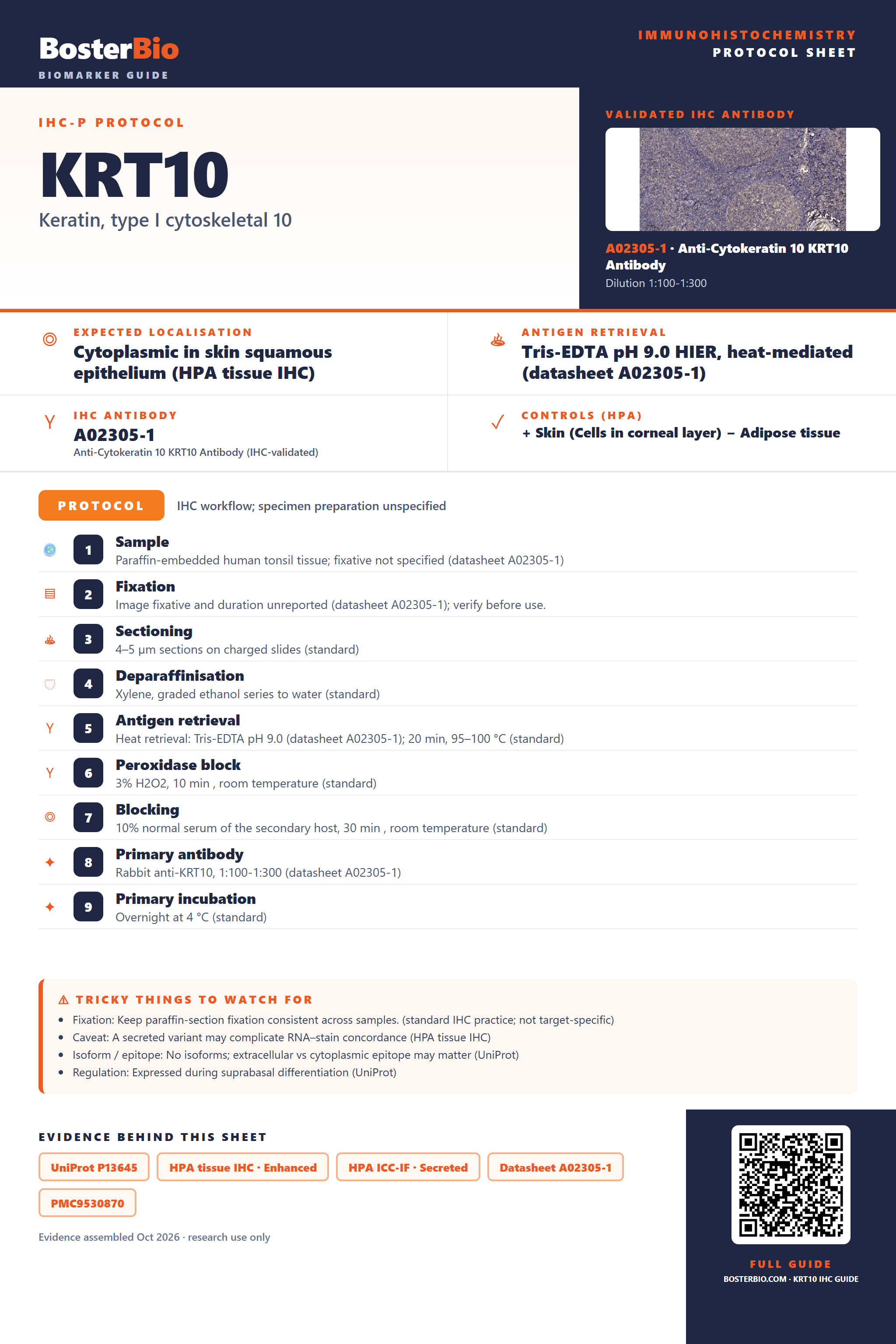 Immunohistochemistry protocol sheet for KRT10 (IHC for KRT10): expected localisation Cytoplasmic in skin squamous epithelium (HPA tissue IHC), antibody A02305-1, validated IHC image, and IHC protocol steps