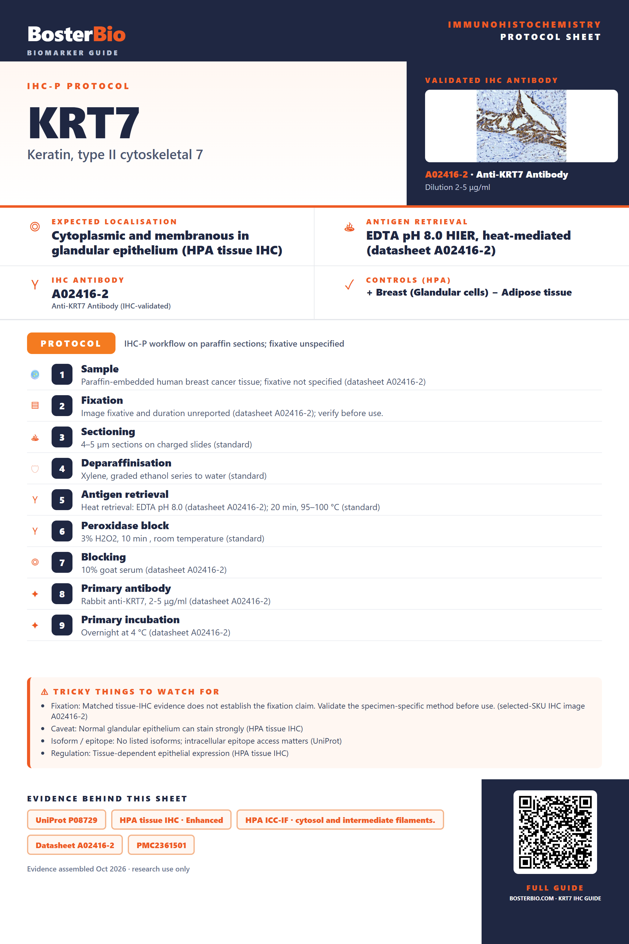 Immunohistochemistry protocol sheet for KRT7 (IHC for KRT7): expected localisation Cytoplasmic and membranous in glandular epithelium (HPA tissue IHC), antibody A02416-2, validated IHC image, and IHC protocol steps