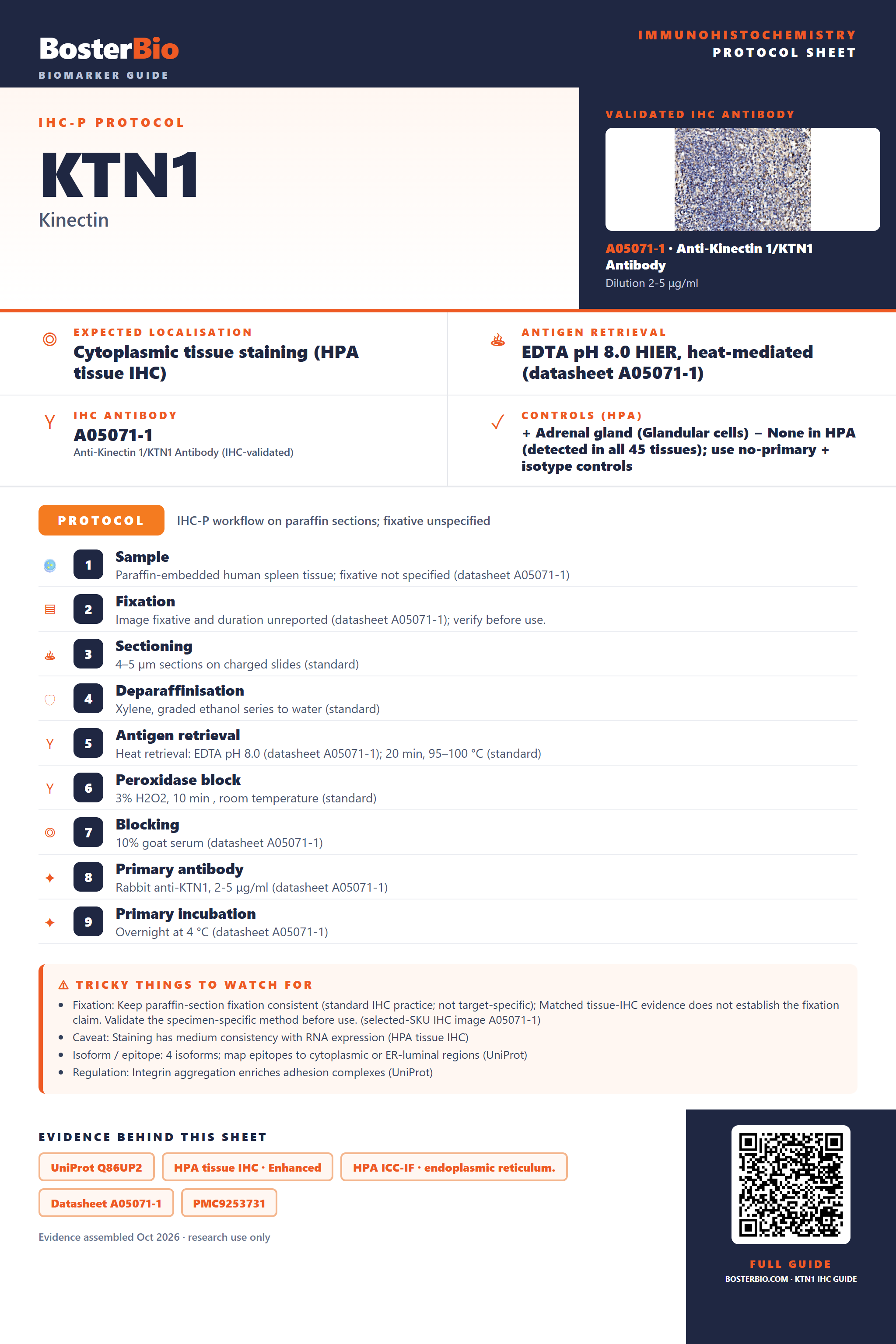 Immunohistochemistry protocol sheet for KTN1 (IHC for KTN1): expected localisation Cytoplasmic tissue staining (HPA tissue IHC), antibody A05071-1, validated IHC image, and IHC protocol steps