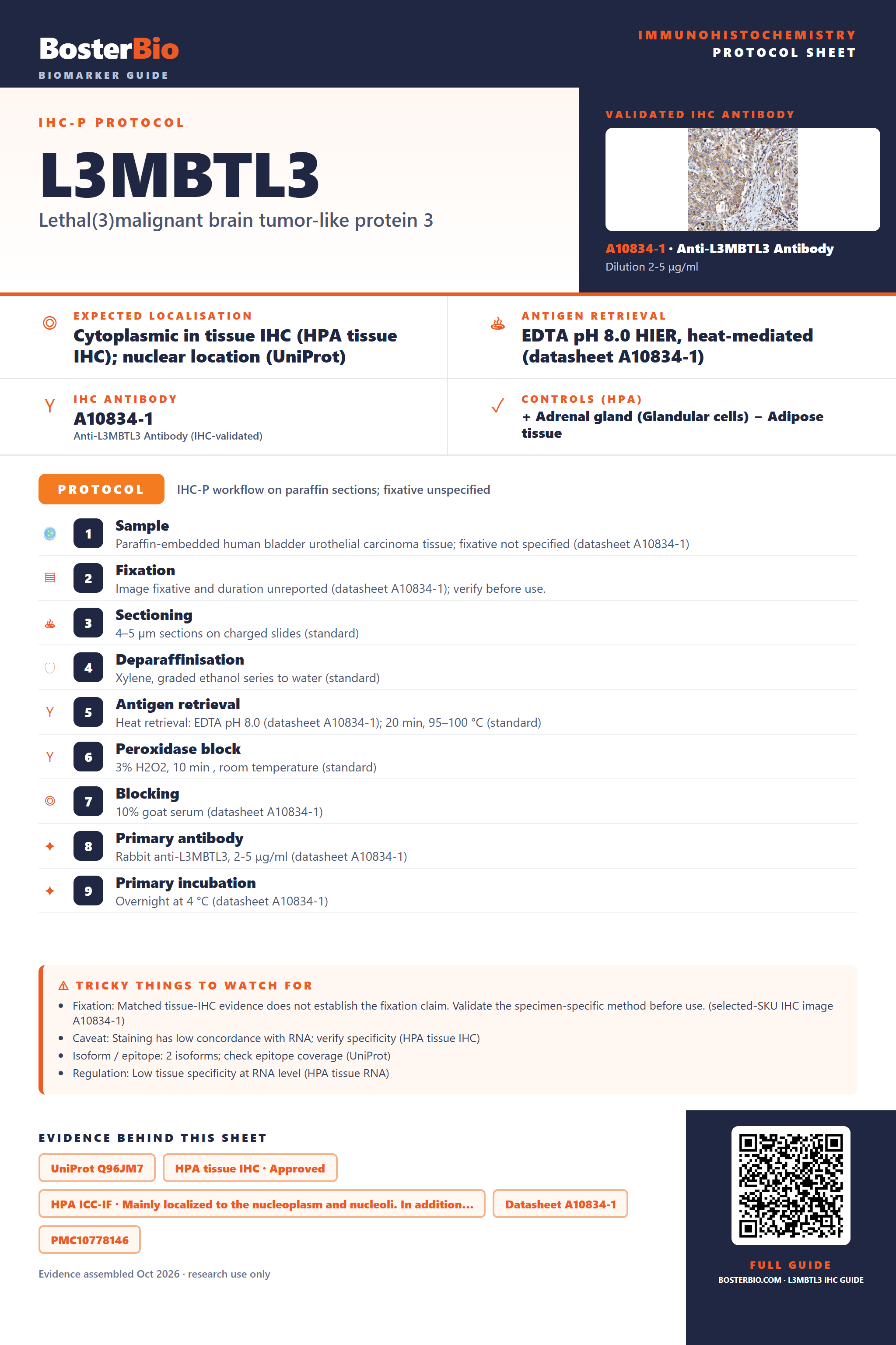 Immunohistochemistry protocol sheet for L3MBTL3 (IHC for L3MBTL3): expected localisation Cytoplasmic in tissue IHC (HPA tissue IHC); nuclear location (UniProt), antibody A10834-1, validated IHC image, and IHC protocol steps