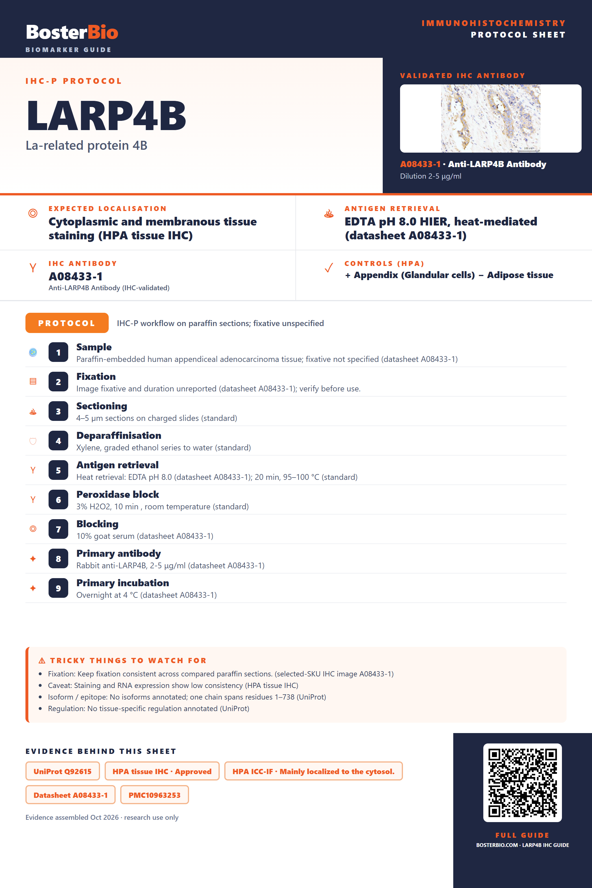Immunohistochemistry protocol sheet for LARP4B (IHC for LARP4B): expected localisation Cytoplasmic and membranous tissue staining (HPA tissue IHC), antibody A08433-1, validated IHC image, and IHC protocol steps
