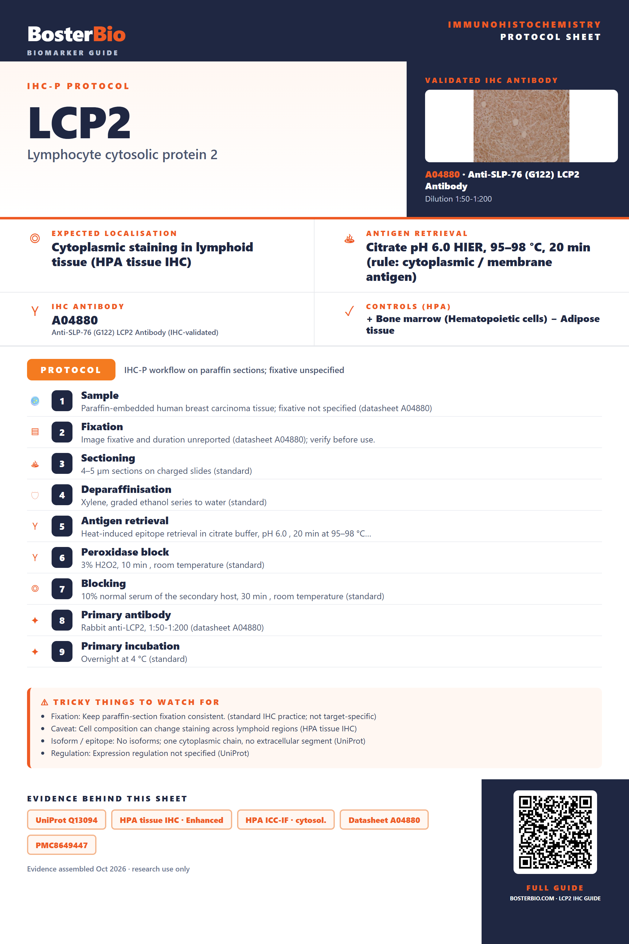 Immunohistochemistry protocol sheet for LCP2 (IHC for LCP2): expected localisation Cytoplasmic staining in lymphoid tissue (HPA tissue IHC), antibody A04880, validated IHC image, and IHC protocol steps