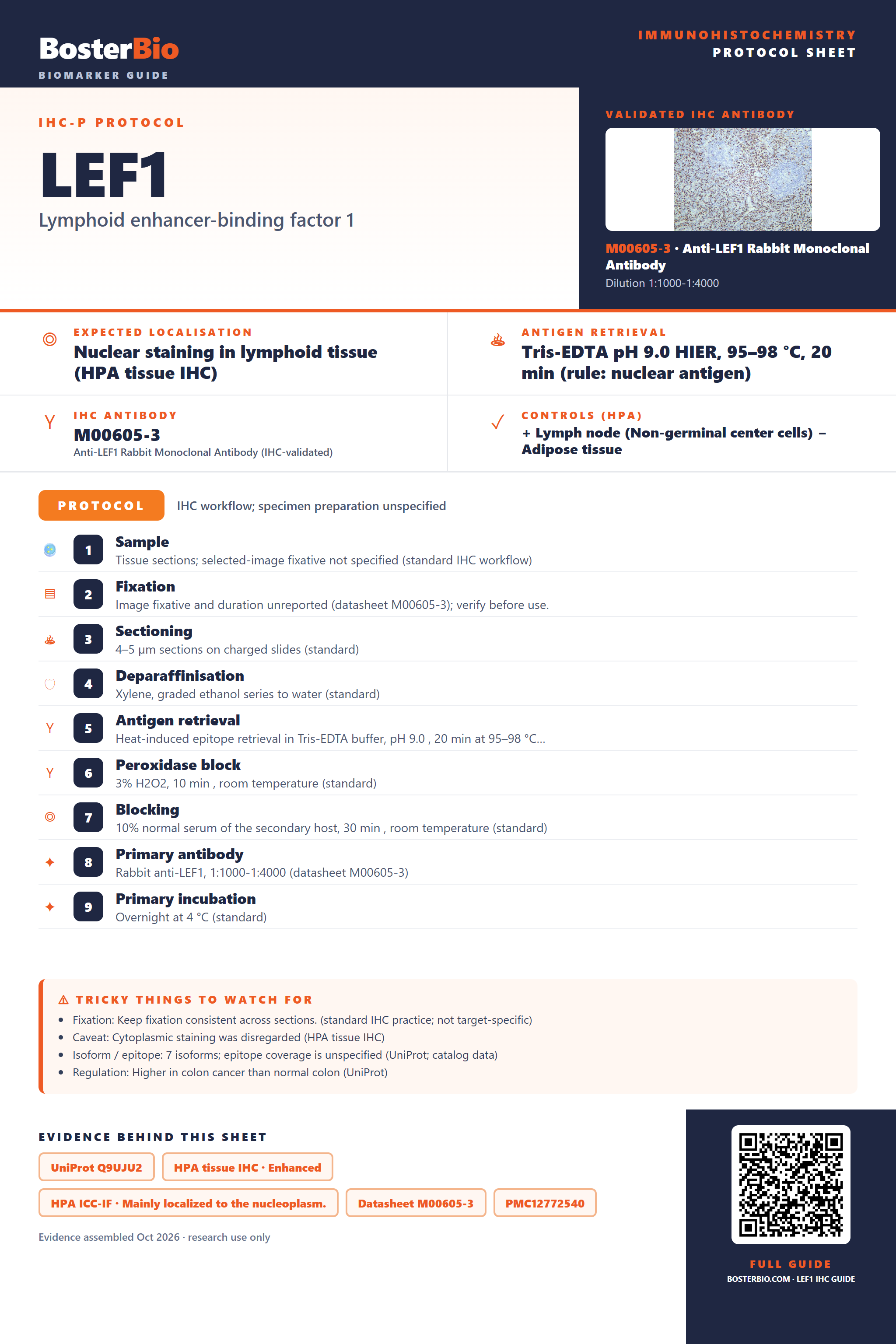 Immunohistochemistry protocol sheet for LEF1 (IHC for LEF1): expected localisation Nuclear staining in lymphoid tissue (HPA tissue IHC), antibody M00605-3, validated IHC image, and IHC protocol steps