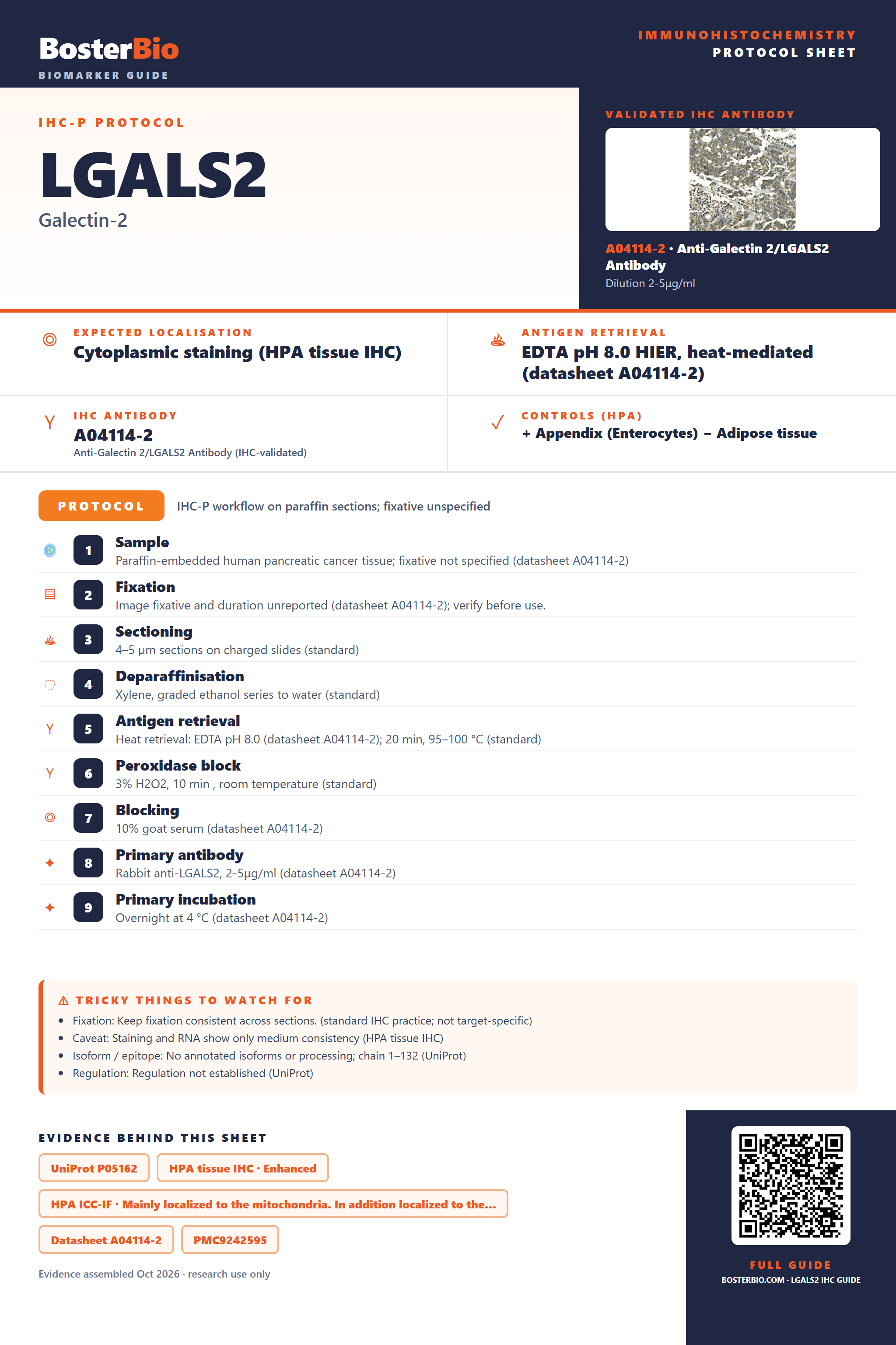 Immunohistochemistry protocol sheet for LGALS2 (IHC for LGALS2): expected localisation Cytoplasmic staining (HPA tissue IHC), antibody A04114-2, validated IHC image, and IHC protocol steps