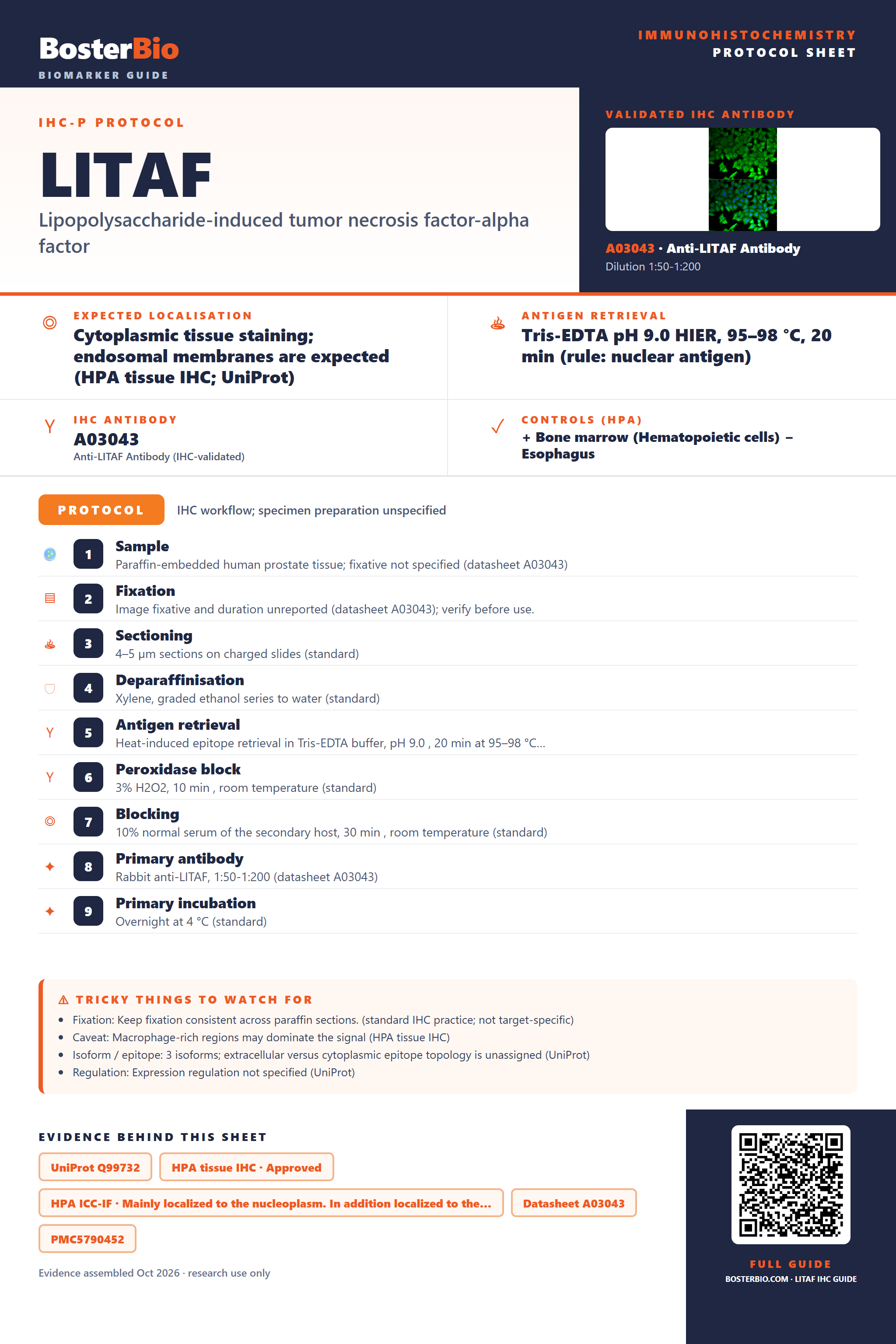 Immunohistochemistry protocol sheet for LITAF (IHC for LITAF): expected localisation Cytoplasmic tissue staining; endosomal membranes are expected (HPA tissue IHC; UniProt), antibody A03043, validated IHC image, and IHC protocol steps