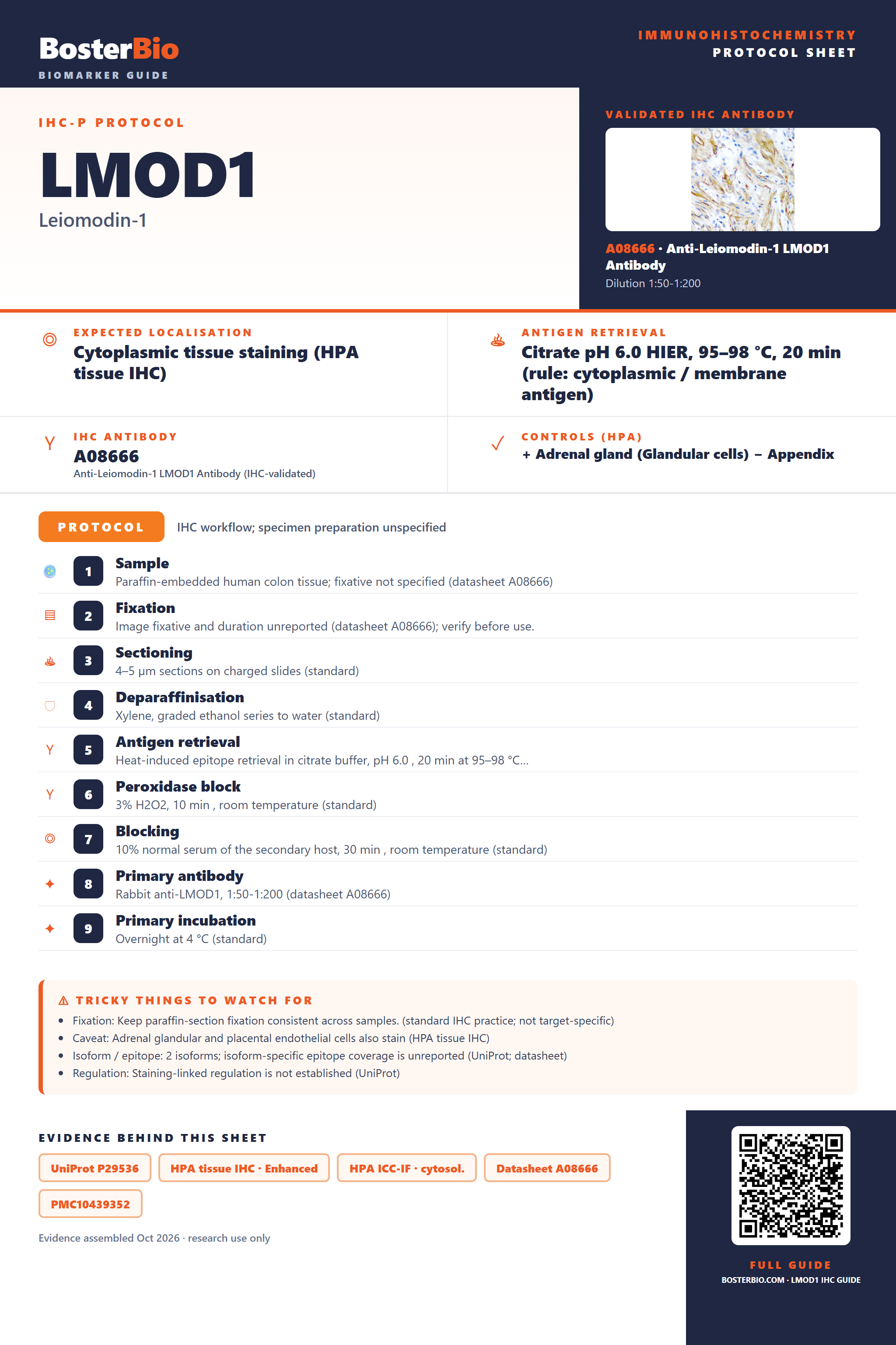 Immunohistochemistry protocol sheet for LMOD1 (IHC for LMOD1): expected localisation Cytoplasmic tissue staining (HPA tissue IHC), antibody A08666, validated IHC image, and IHC protocol steps