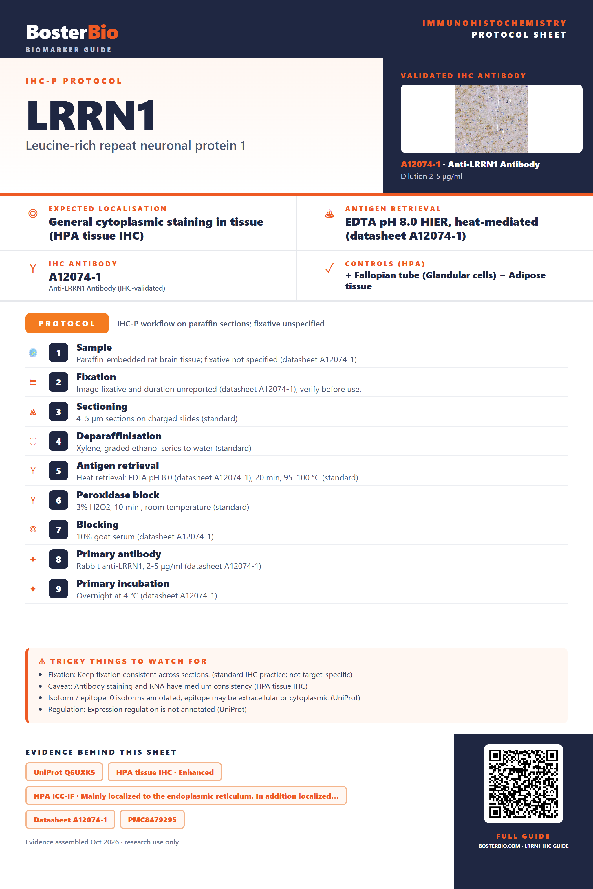 Immunohistochemistry protocol sheet for LRRN1 (IHC for LRRN1): expected localisation General cytoplasmic staining in tissue (HPA tissue IHC), antibody A12074-1, validated IHC image, and IHC protocol steps