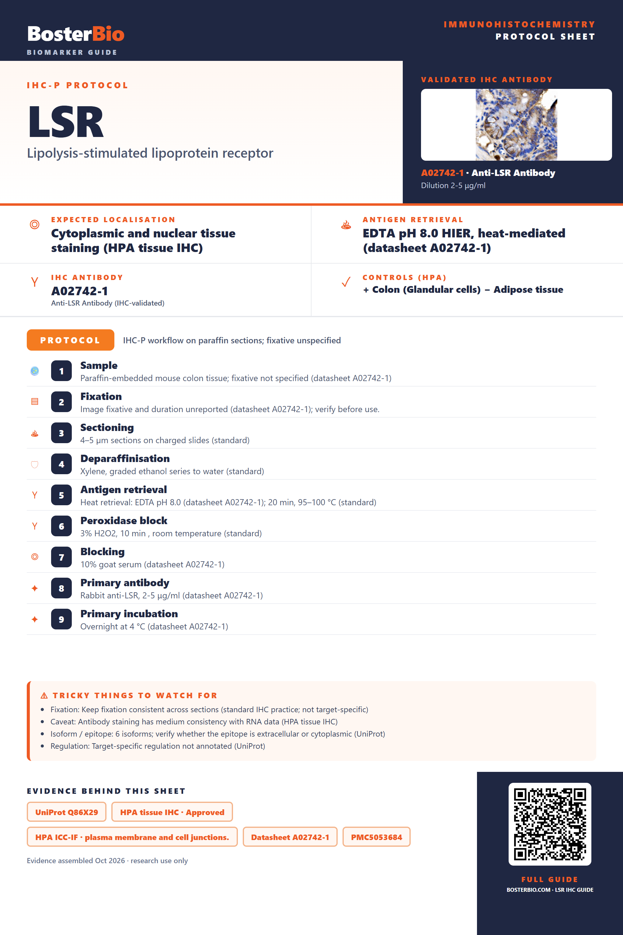Immunohistochemistry protocol sheet for LSR (IHC for LSR): expected localisation Cytoplasmic and nuclear tissue staining (HPA tissue IHC), antibody A02742-1, validated IHC image, and IHC protocol steps
