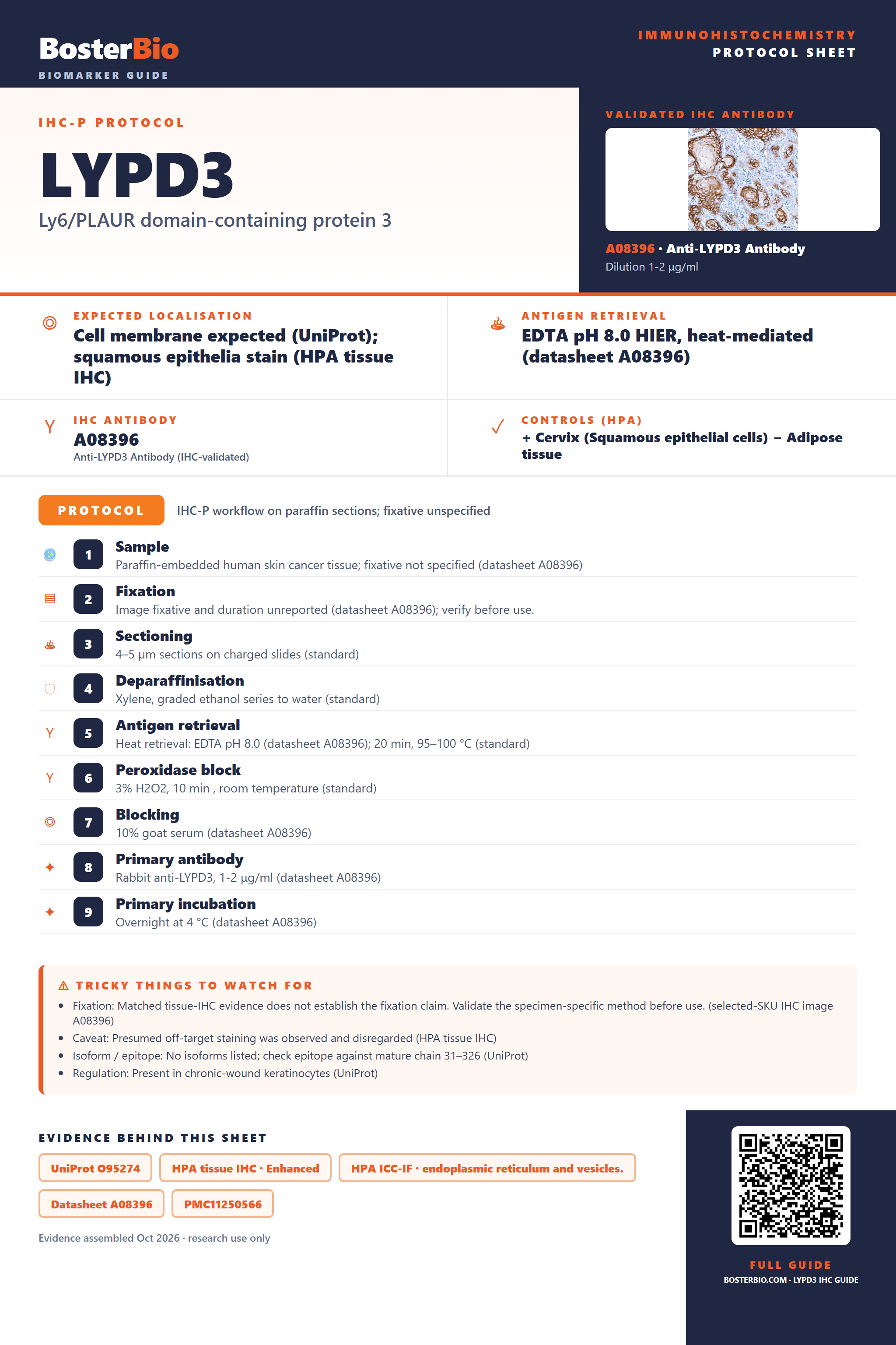 Immunohistochemistry protocol sheet for LYPD3 (IHC for LYPD3): expected localisation Cell membrane expected (UniProt); squamous epithelia stain (HPA tissue IHC), antibody A08396, validated IHC image, and IHC protocol steps