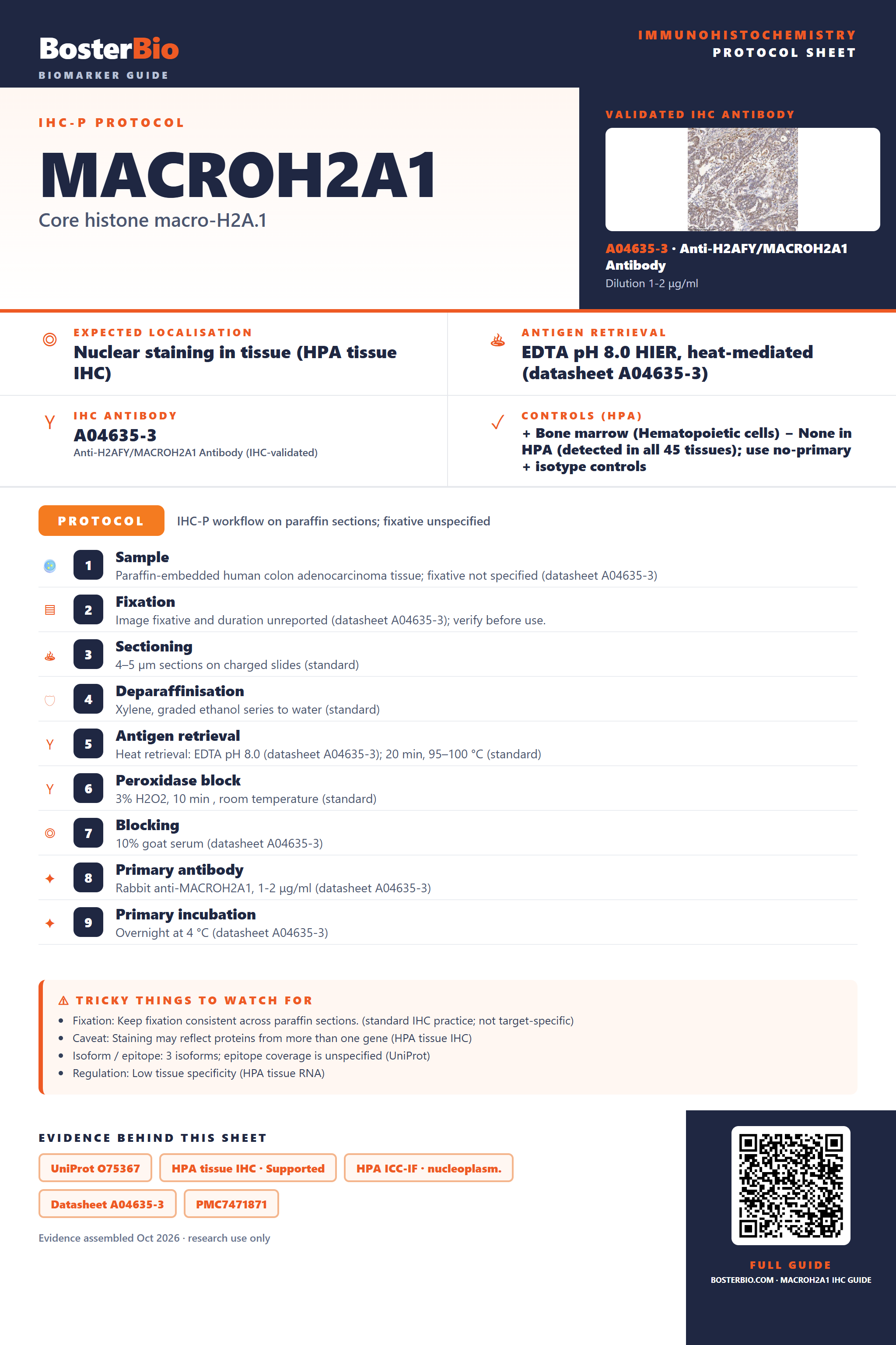Immunohistochemistry protocol sheet for MACROH2A1 (IHC for MACROH2A1): expected localisation Nuclear staining in tissue (HPA tissue IHC), antibody A04635-3, validated IHC image, and IHC protocol steps