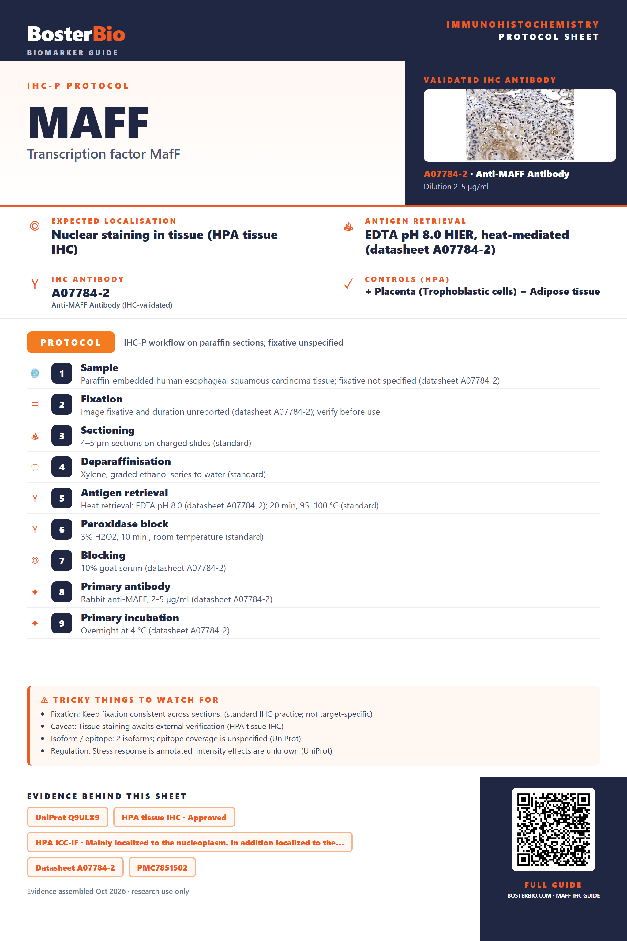 Immunohistochemistry protocol sheet for MAFF (IHC for MAFF): expected localisation Nuclear staining in tissue (HPA tissue IHC), antibody A07784-2, validated IHC image, and IHC protocol steps