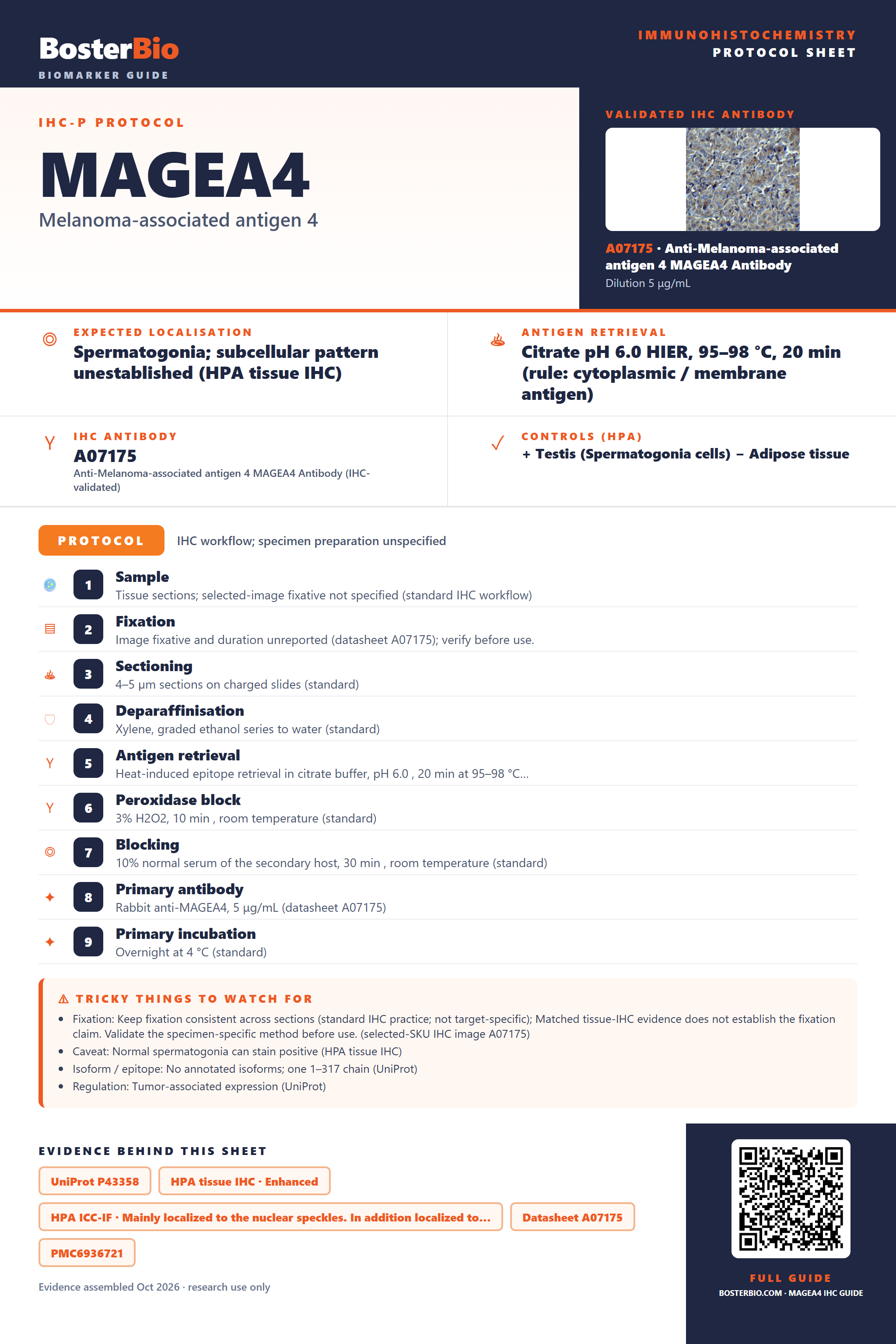 Immunohistochemistry protocol sheet for MAGEA4 (IHC for MAGEA4): expected localisation Spermatogonia; subcellular pattern unestablished (HPA tissue IHC), antibody A07175, validated IHC image, and IHC protocol steps