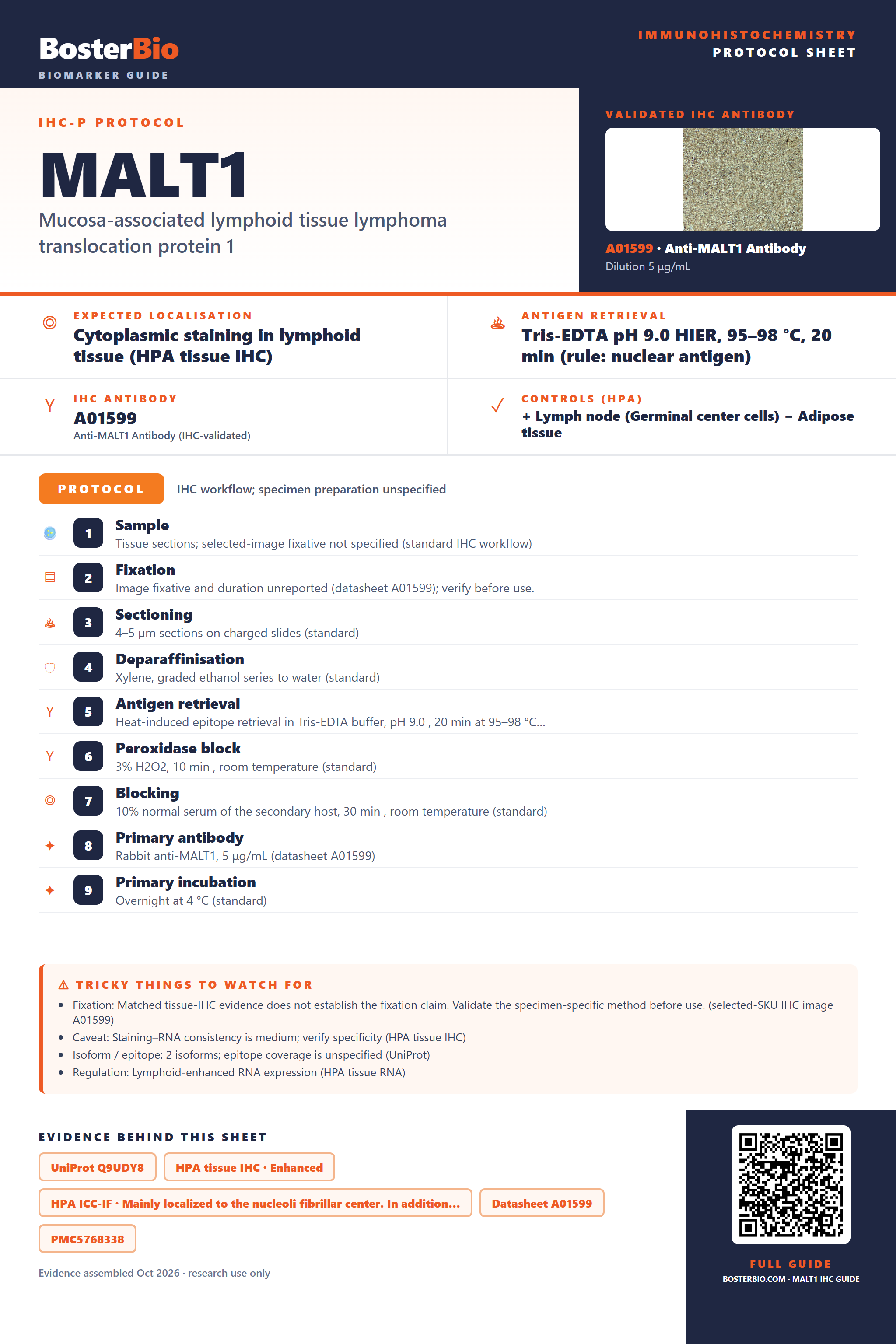 Immunohistochemistry protocol sheet for MALT1 (IHC for MALT1): expected localisation Cytoplasmic staining in lymphoid tissue (HPA tissue IHC), antibody A01599, validated IHC image, and IHC protocol steps