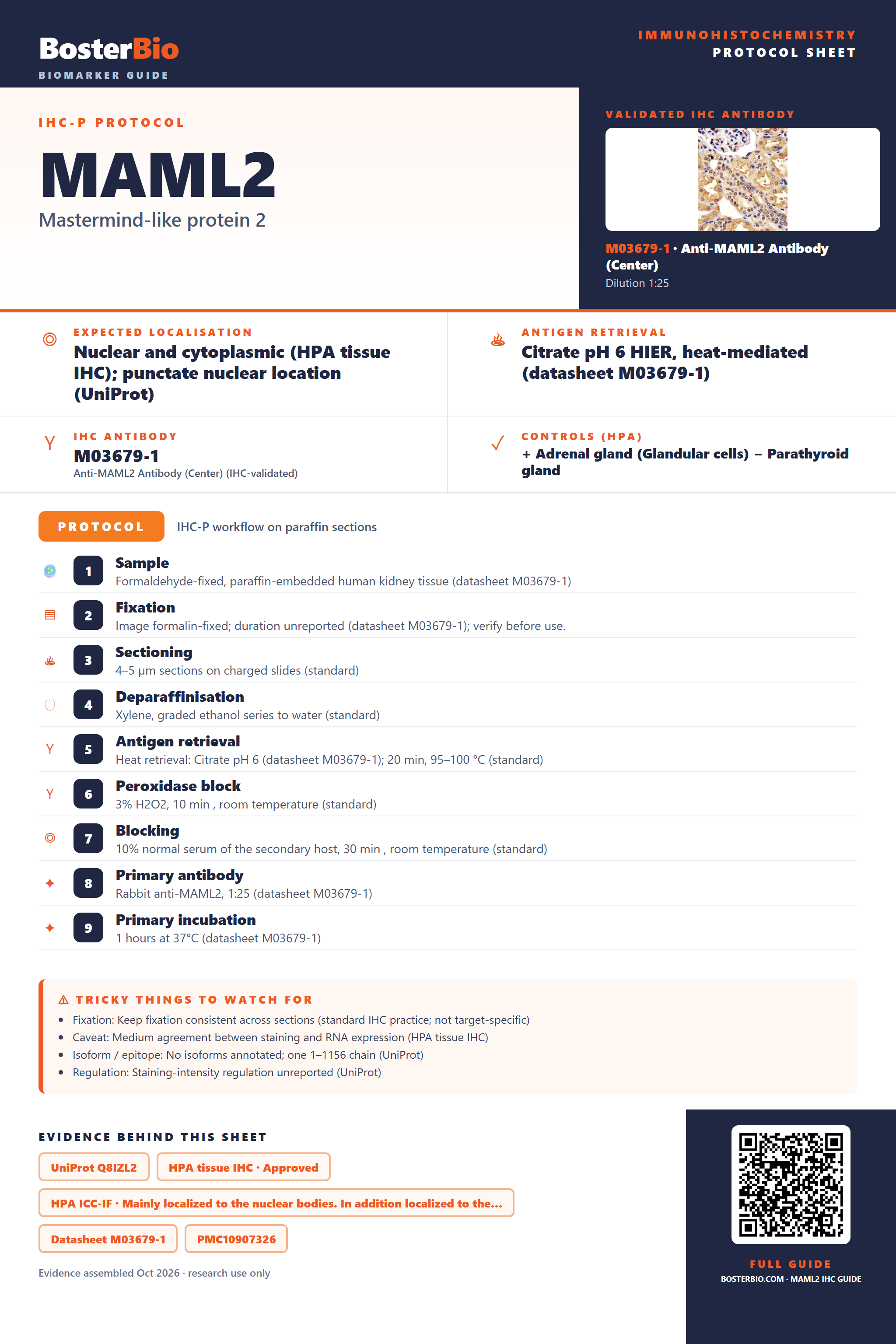Immunohistochemistry protocol sheet for MAML2 (IHC for MAML2): expected localisation Nuclear and cytoplasmic (HPA tissue IHC); punctate nuclear location (UniProt), antibody M03679-1, validated IHC image, and IHC protocol steps