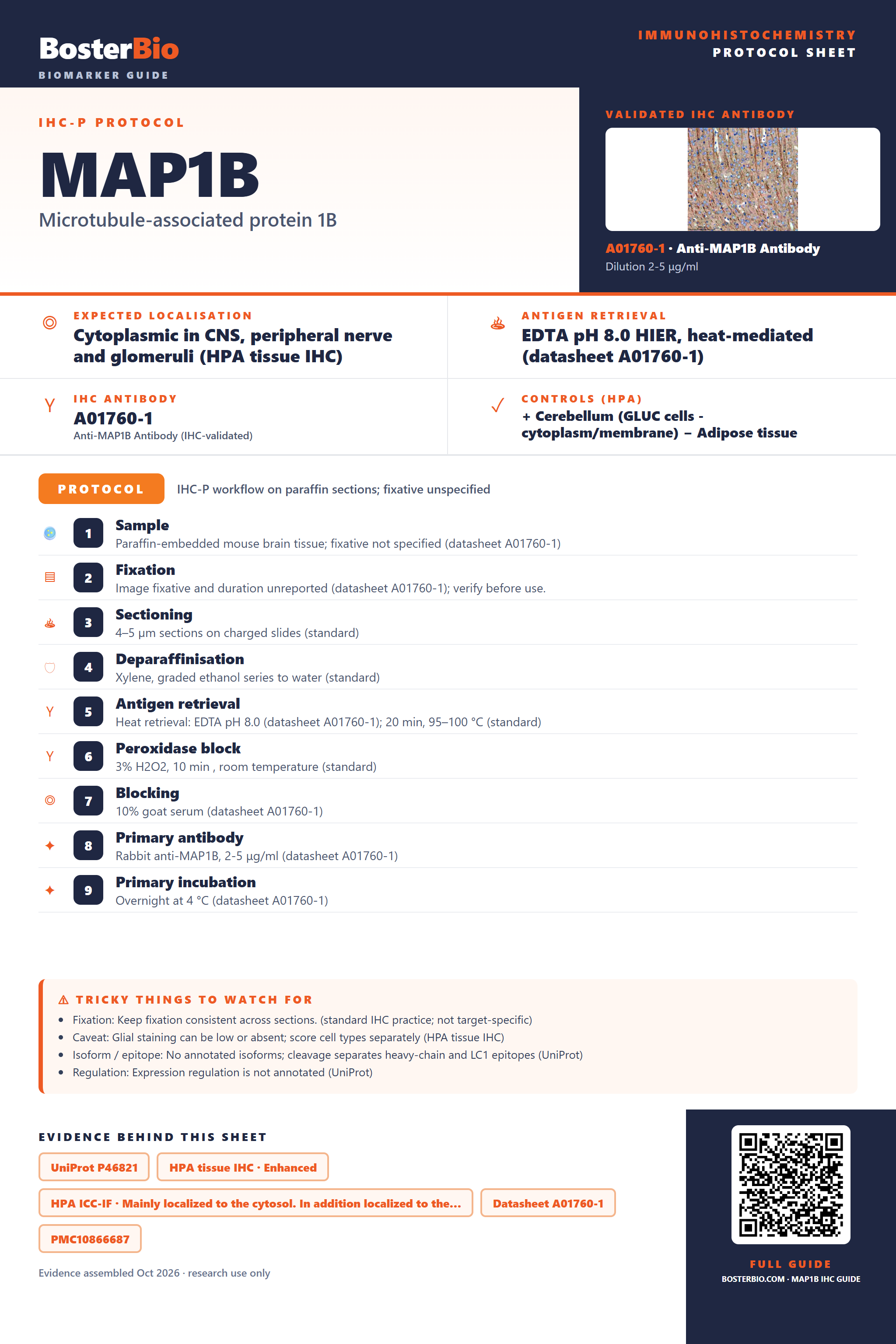Immunohistochemistry protocol sheet for MAP1B (IHC for MAP1B): expected localisation Cytoplasmic in CNS, peripheral nerve and glomeruli (HPA tissue IHC), antibody A01760-1, validated IHC image, and IHC protocol steps