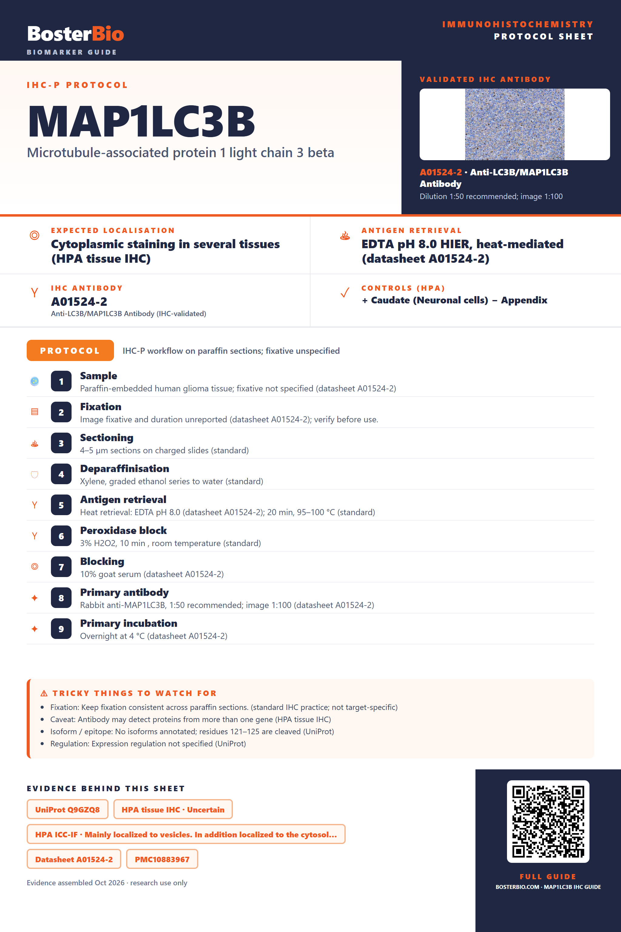 Immunohistochemistry protocol sheet for MAP1LC3B (IHC for MAP1LC3B): expected localisation Cytoplasmic staining in several tissues (HPA tissue IHC), antibody A01524-2, validated IHC image, and IHC protocol steps