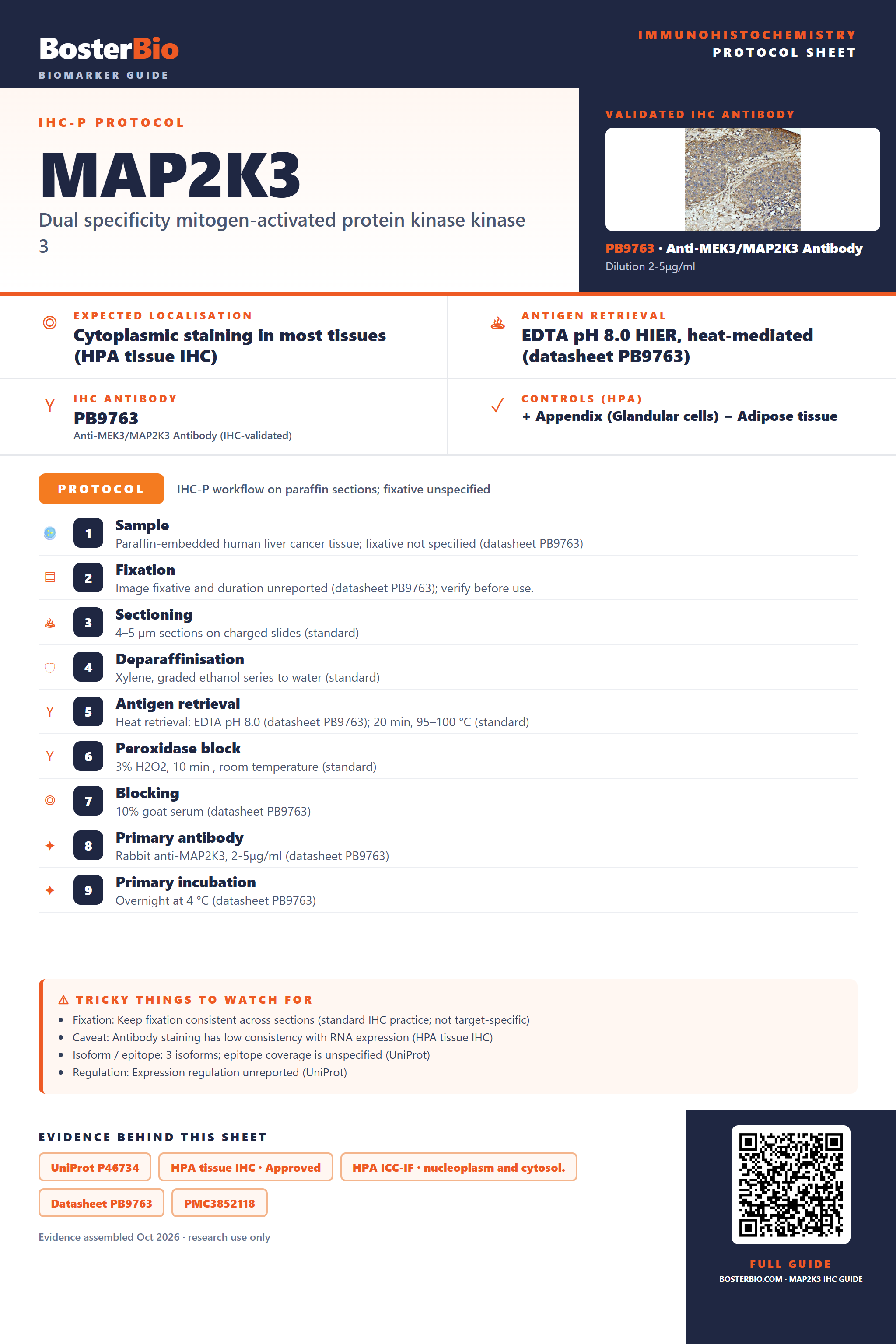 Immunohistochemistry protocol sheet for MAP2K3 (IHC for MAP2K3): expected localisation Cytoplasmic staining in most tissues (HPA tissue IHC), antibody PB9763, validated IHC image, and IHC protocol steps