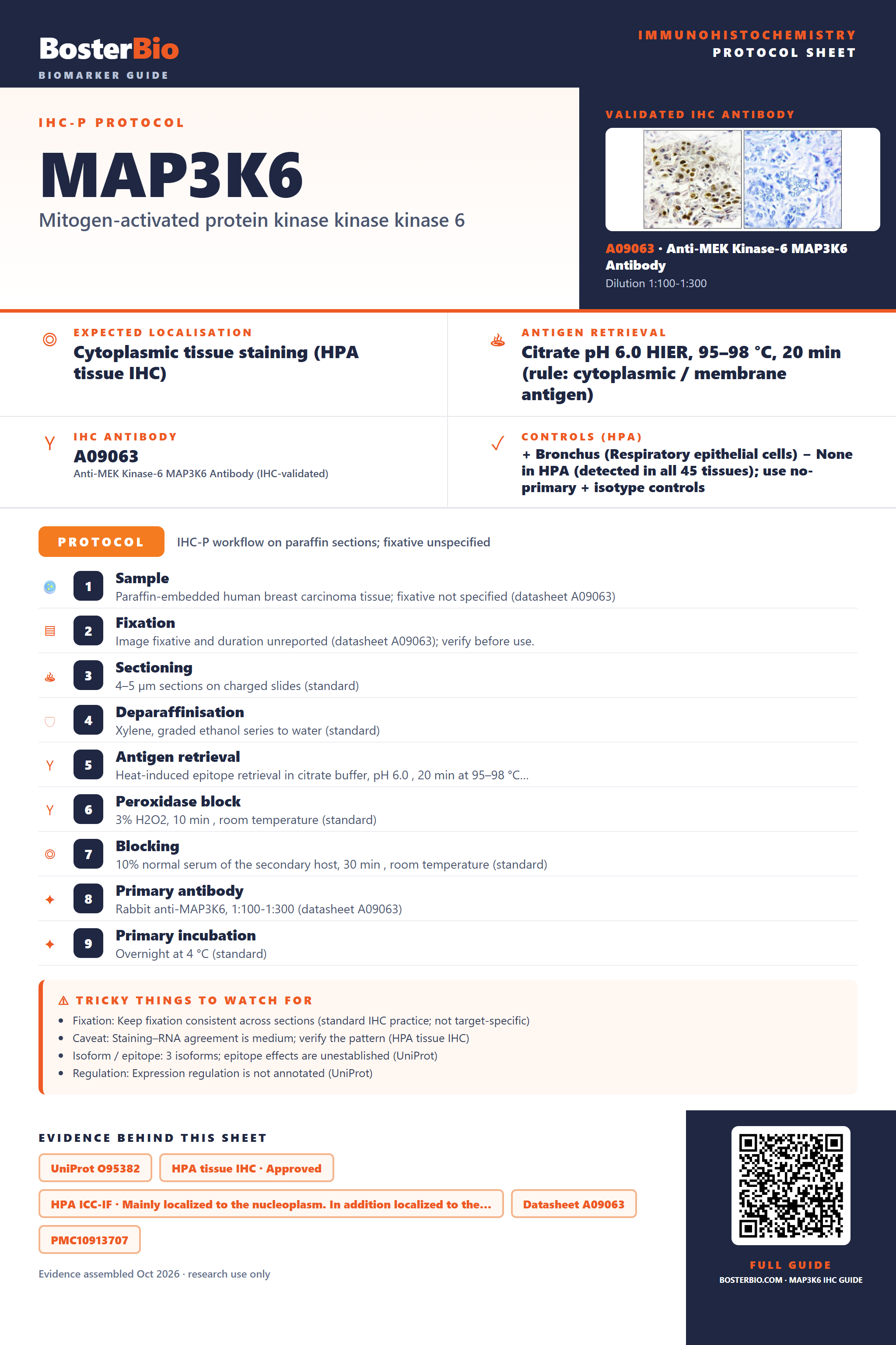 Immunohistochemistry protocol sheet for MAP3K6 (IHC for MAP3K6): expected localisation Cytoplasmic tissue staining (HPA tissue IHC), antibody A09063, validated IHC image, and IHC protocol steps