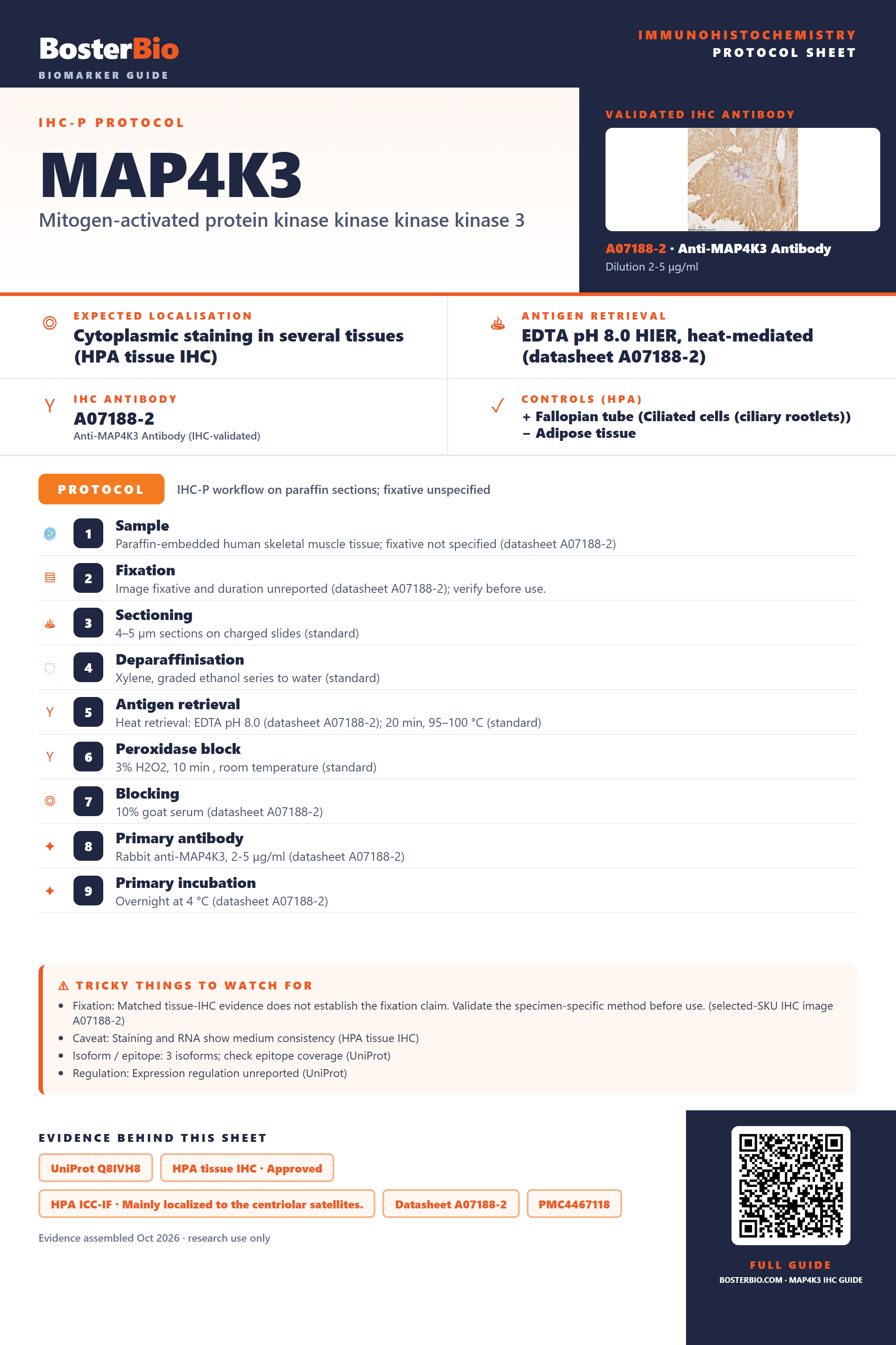 Immunohistochemistry protocol sheet for MAP4K3 (IHC for MAP4K3): expected localisation Cytoplasmic staining in several tissues (HPA tissue IHC), antibody A07188-2, validated IHC image, and IHC protocol steps