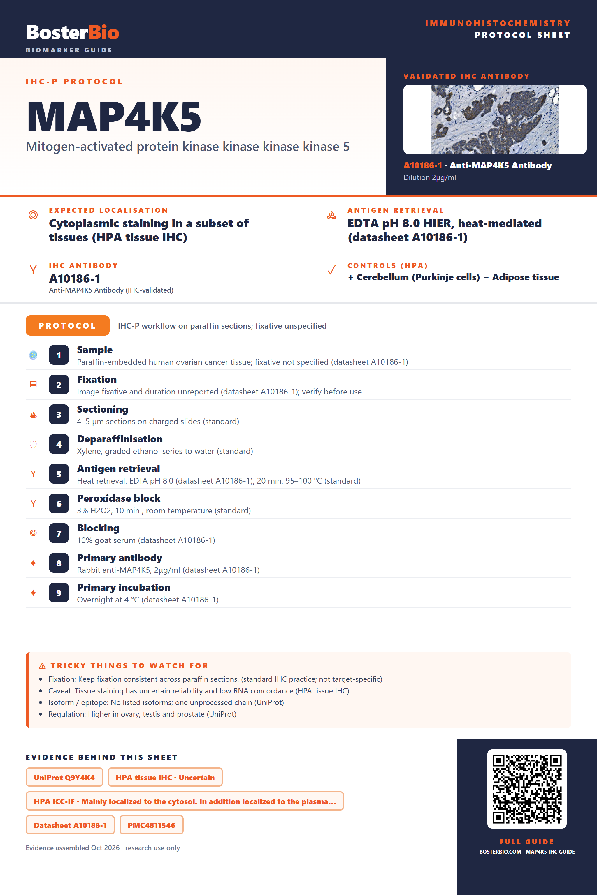 Immunohistochemistry protocol sheet for MAP4K5 (IHC for MAP4K5): expected localisation Cytoplasmic staining in a subset of tissues (HPA tissue IHC), antibody A10186-1, validated IHC image, and IHC protocol steps