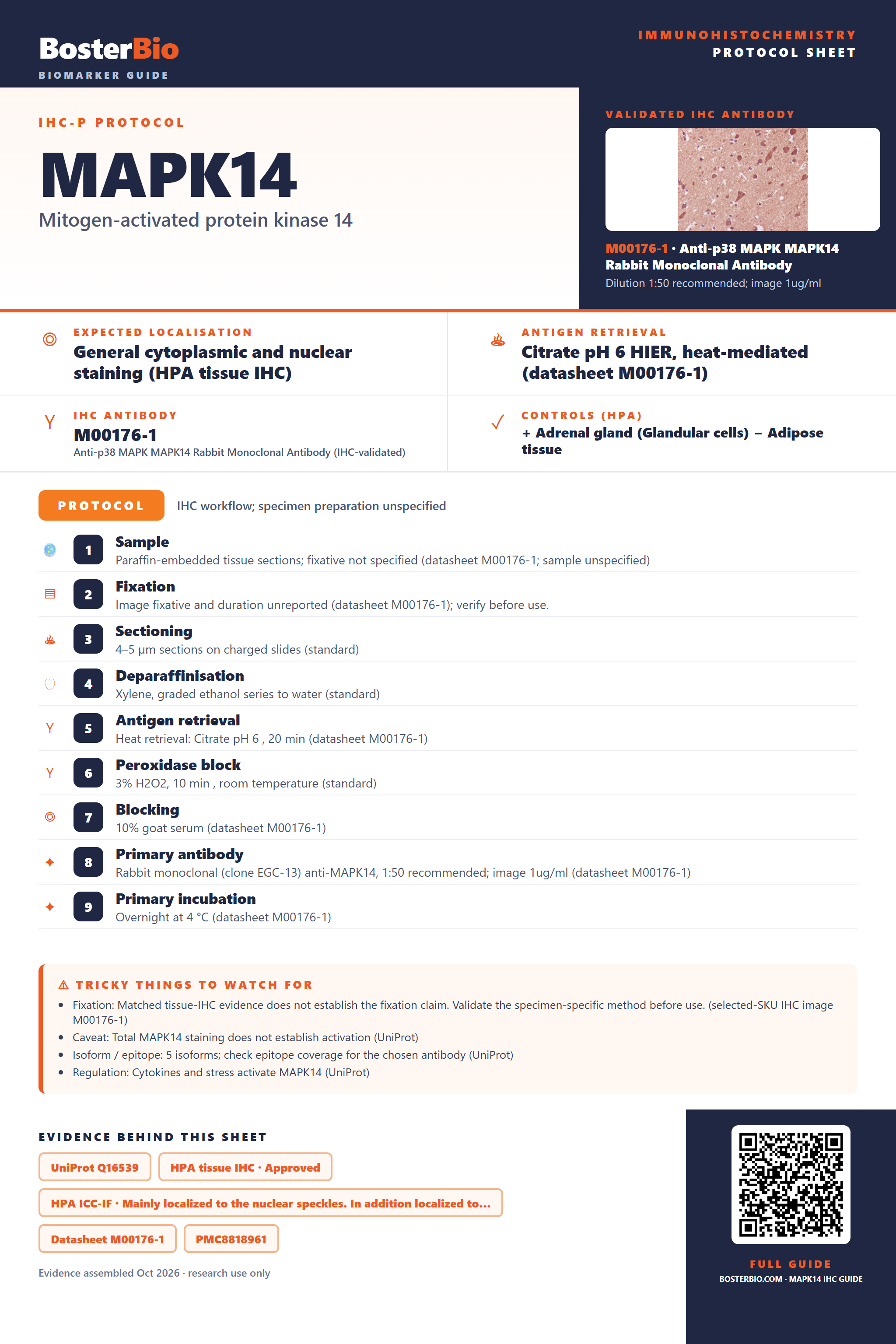 Immunohistochemistry protocol sheet for MAPK14 (IHC for MAPK14): expected localisation General cytoplasmic and nuclear staining (HPA tissue IHC), antibody M00176-1, validated IHC image, and IHC protocol steps