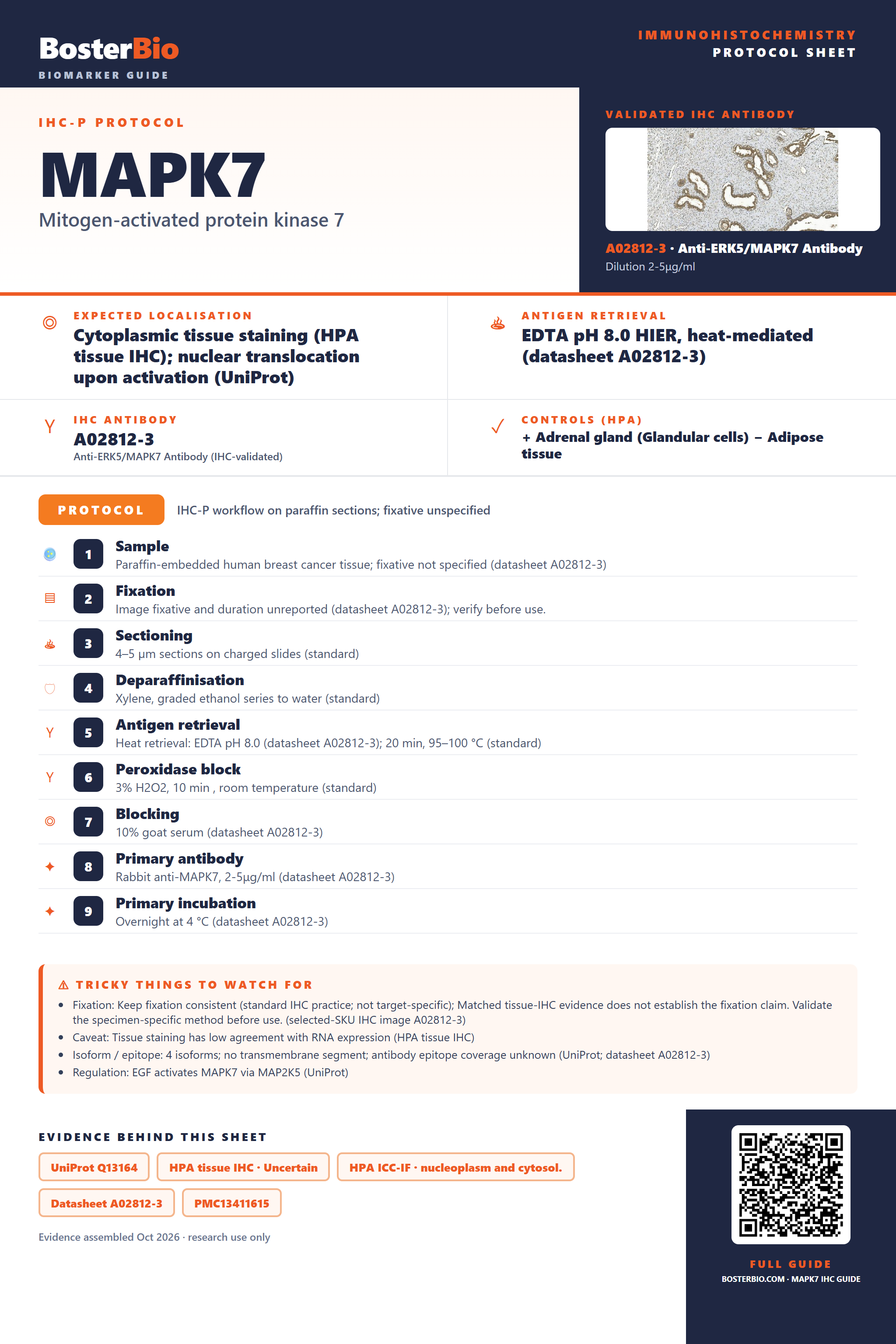 Immunohistochemistry protocol sheet for MAPK7 (IHC for MAPK7): expected localisation Cytoplasmic tissue staining (HPA tissue IHC); nuclear translocation upon activation (UniProt), antibody A02812-3, validated IHC image, and IHC protocol steps