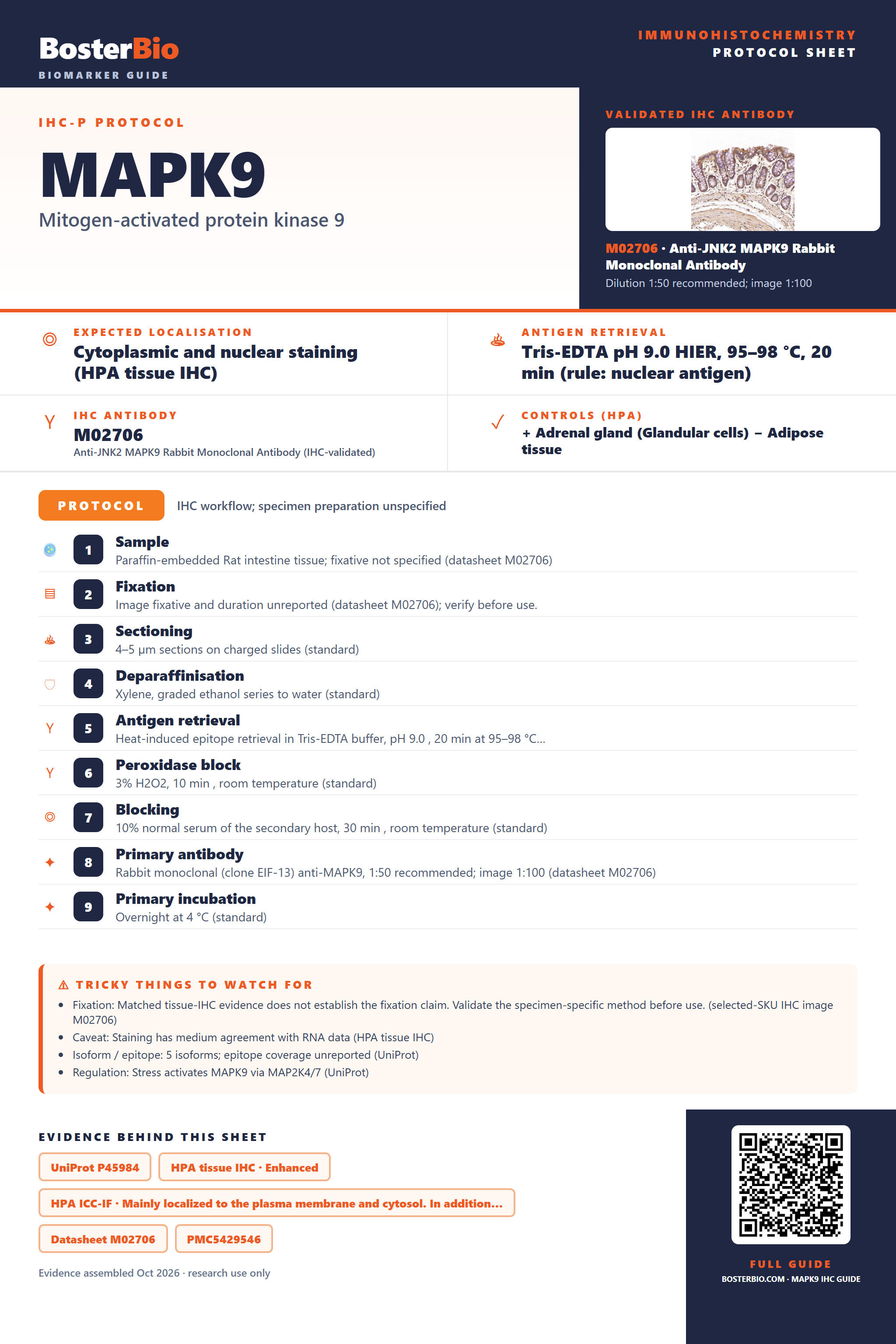 Immunohistochemistry protocol sheet for MAPK9 (IHC for MAPK9): expected localisation Cytoplasmic and nuclear staining (HPA tissue IHC), antibody M02706, validated IHC image, and IHC protocol steps