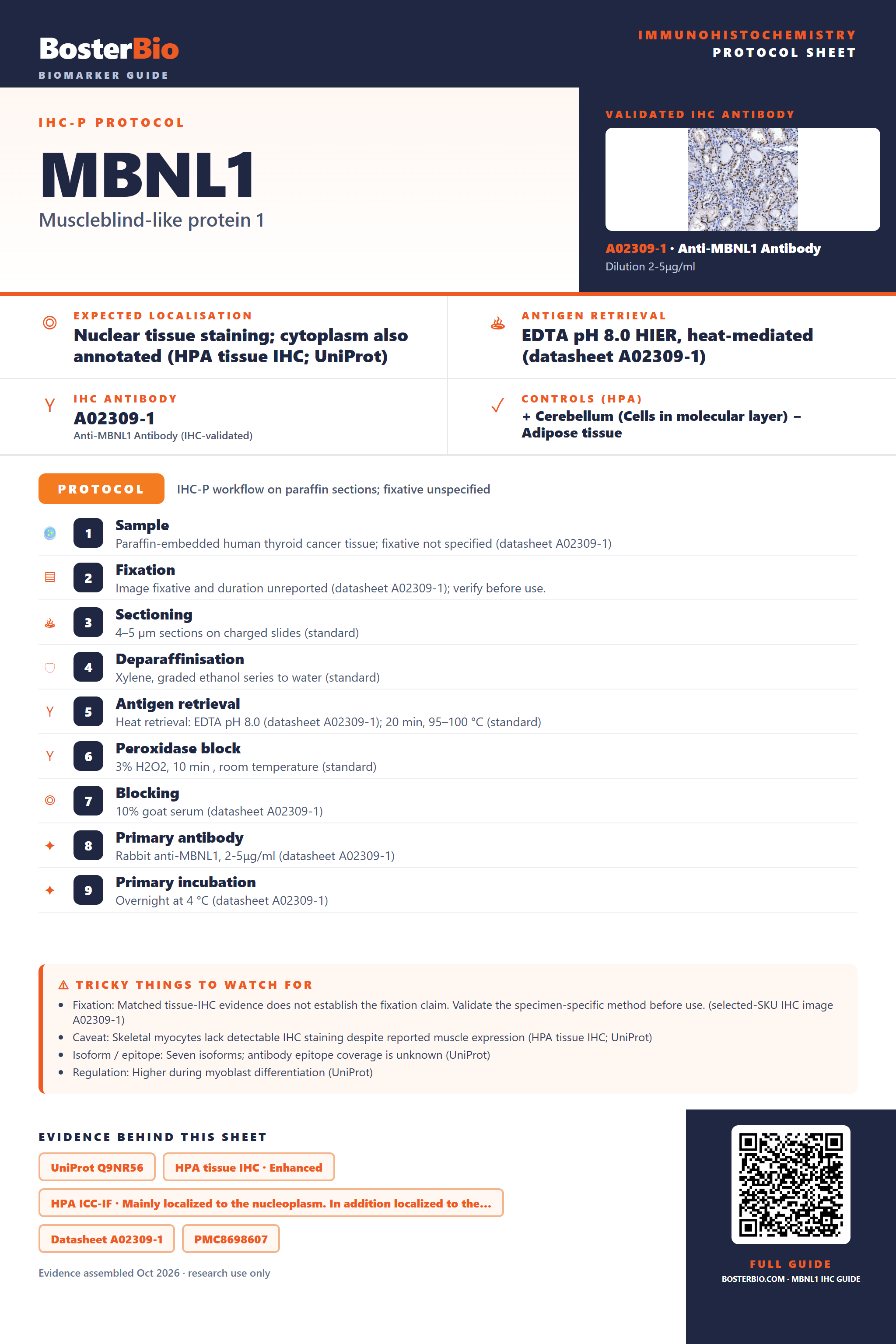 Immunohistochemistry protocol sheet for MBNL1 (IHC for MBNL1): expected localisation Nuclear tissue staining; cytoplasm also annotated (HPA tissue IHC; UniProt), antibody A02309-1, validated IHC image, and IHC protocol steps
