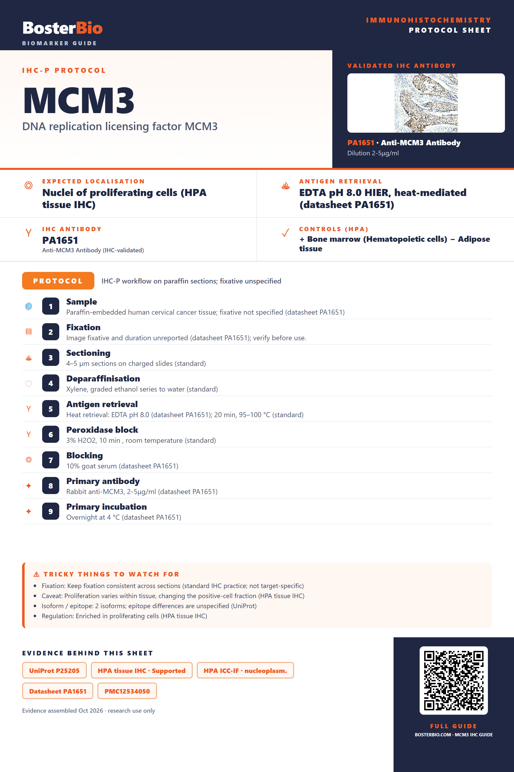 Immunohistochemistry protocol sheet for MCM3 (IHC for MCM3): expected localisation Nuclei of proliferating cells (HPA tissue IHC), antibody PA1651, validated IHC image, and IHC protocol steps