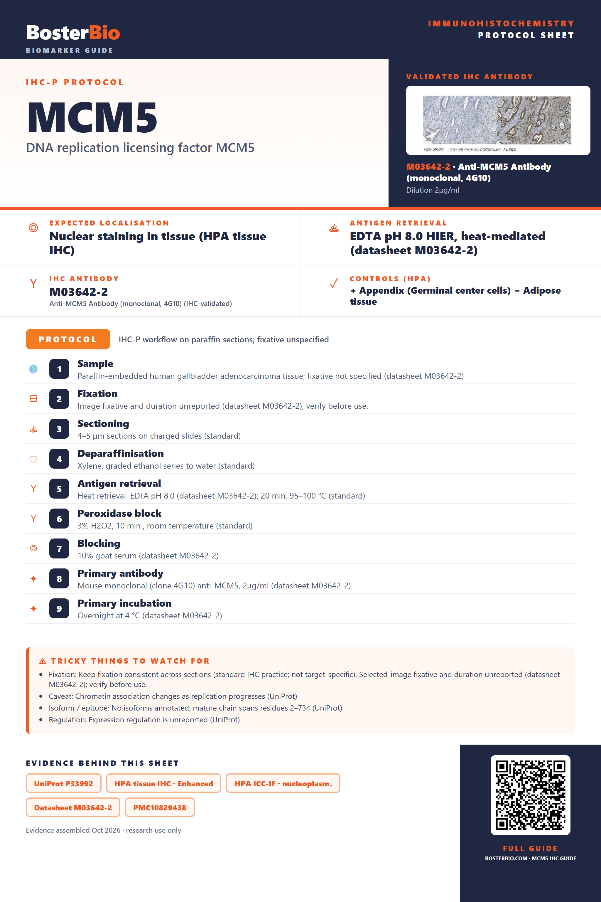 Immunohistochemistry protocol sheet for MCM5 (IHC for MCM5): expected localisation Nuclear staining in tissue (HPA tissue IHC), antibody M03642-2, validated IHC image, and IHC protocol steps