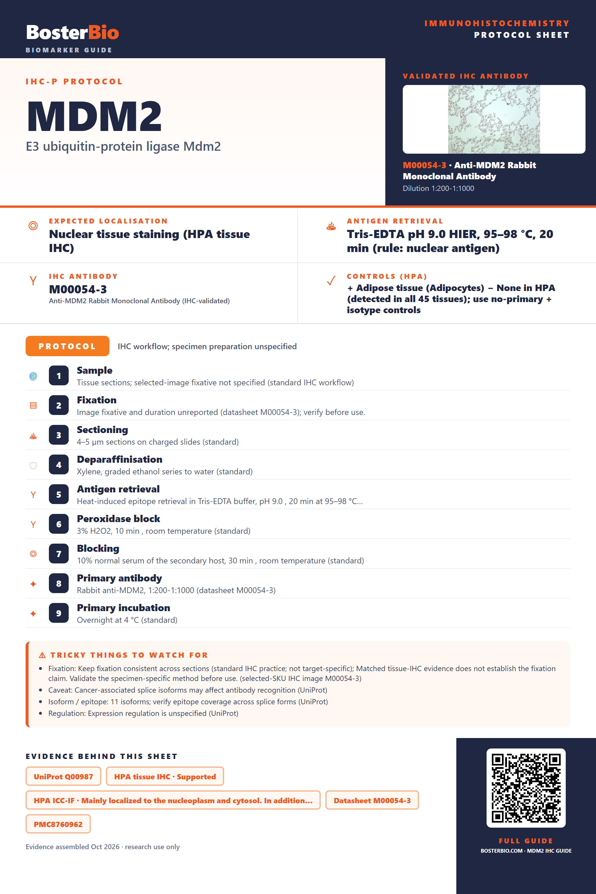 Immunohistochemistry protocol sheet for MDM2 (IHC for MDM2): expected localisation Nuclear tissue staining (HPA tissue IHC), antibody M00054-3, validated IHC image, and IHC protocol steps
