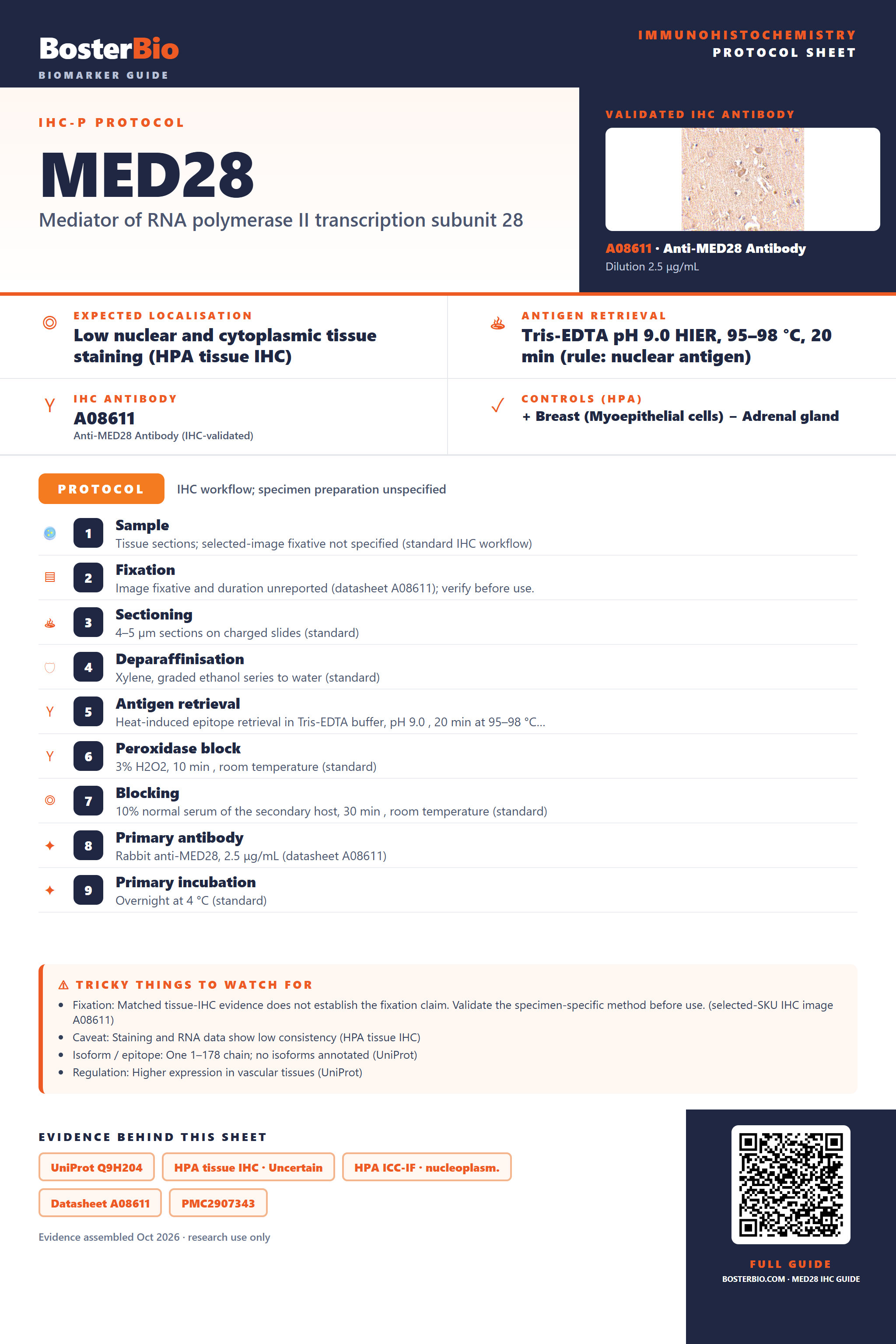 Immunohistochemistry protocol sheet for MED28 (IHC for MED28): expected localisation Low nuclear and cytoplasmic tissue staining (HPA tissue IHC), antibody A08611, validated IHC image, and IHC protocol steps