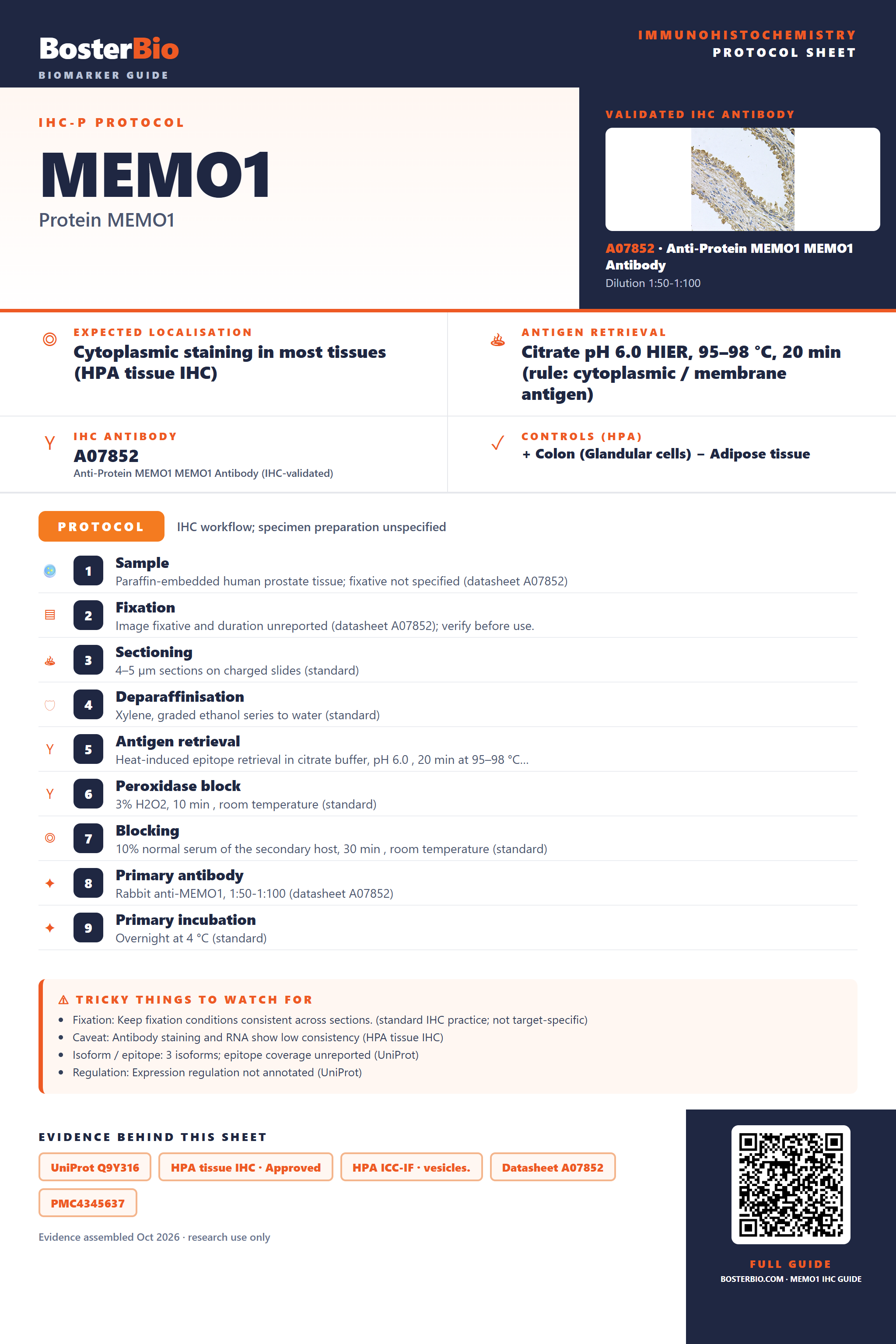 Immunohistochemistry protocol sheet for MEMO1 (IHC for MEMO1): expected localisation Cytoplasmic staining in most tissues (HPA tissue IHC), antibody A07852, validated IHC image, and IHC protocol steps