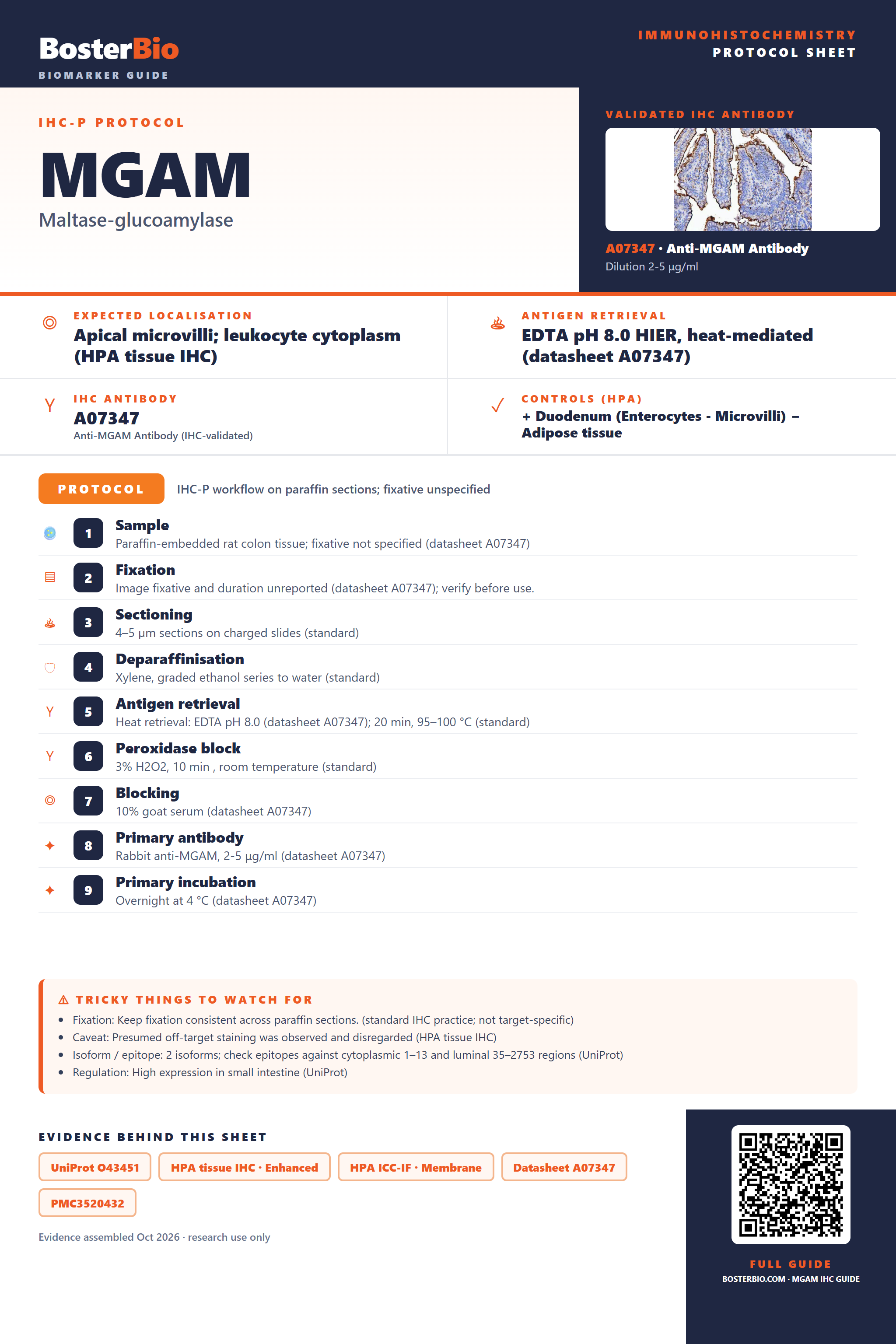 Immunohistochemistry protocol sheet for MGAM (IHC for MGAM): expected localisation Apical microvilli; leukocyte cytoplasm (HPA tissue IHC), antibody A07347, validated IHC image, and IHC protocol steps
