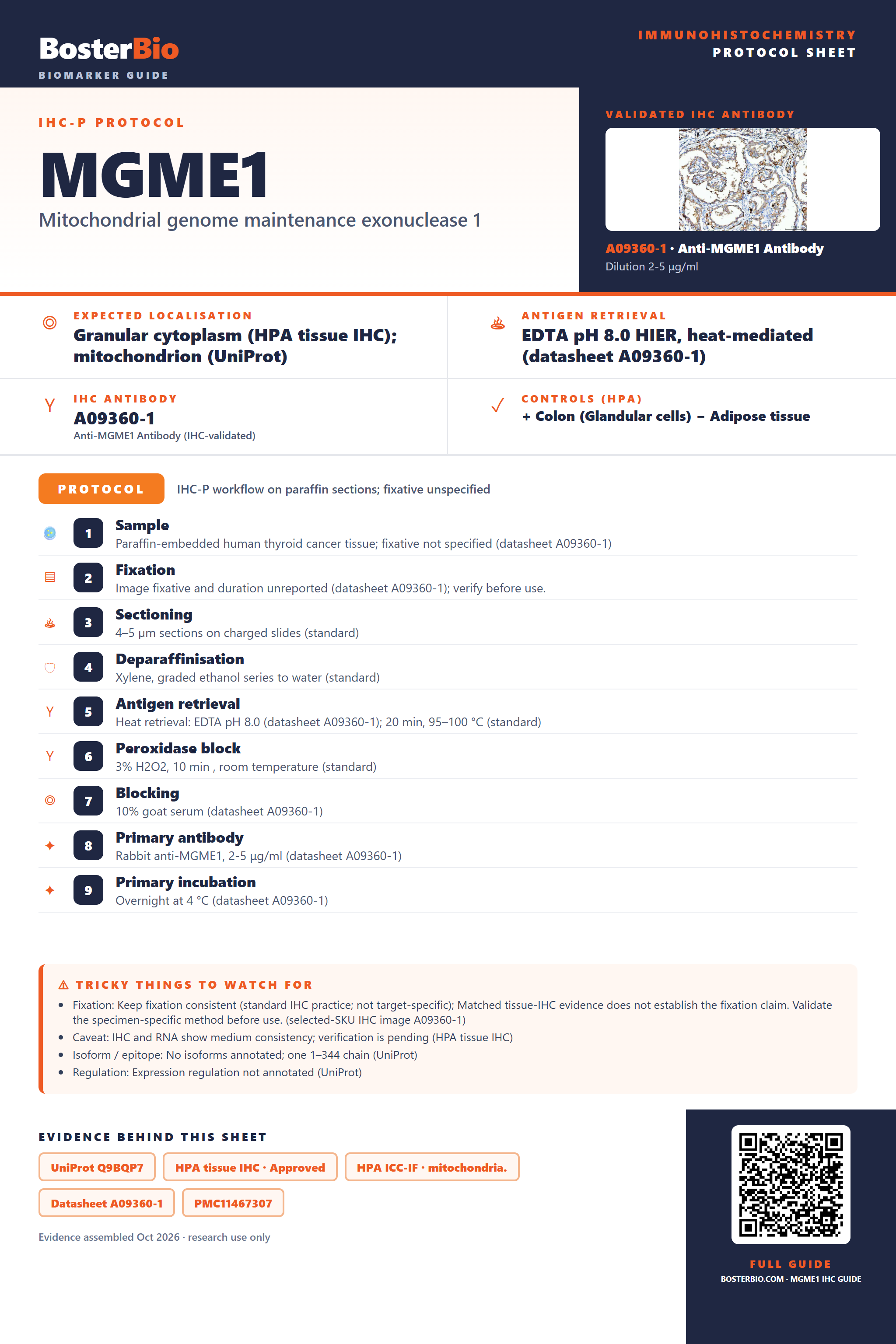 Immunohistochemistry protocol sheet for MGME1 (IHC for MGME1): expected localisation Granular cytoplasm (HPA tissue IHC); mitochondrion (UniProt), antibody A09360-1, validated IHC image, and IHC protocol steps