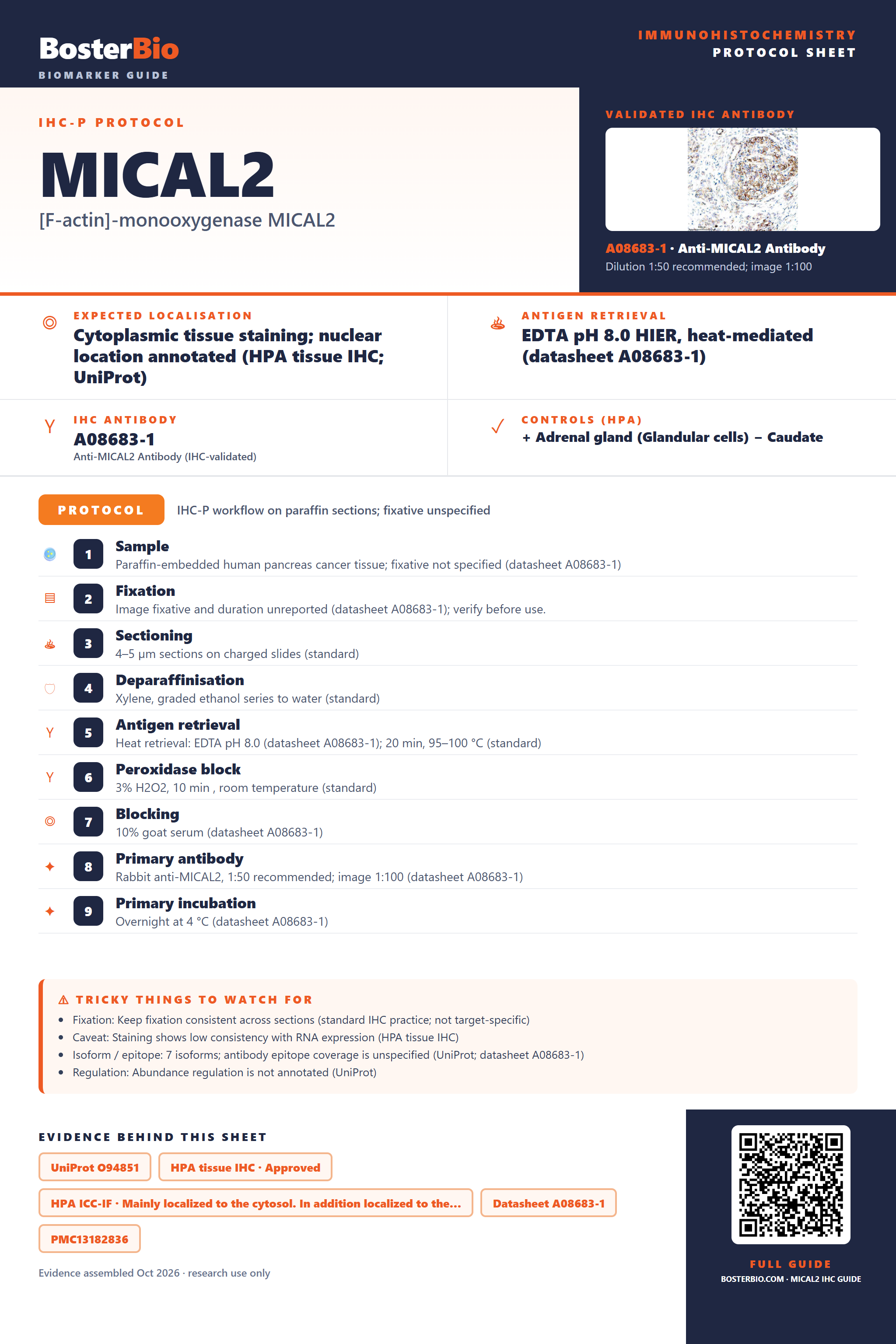Immunohistochemistry protocol sheet for MICAL2 (IHC for MICAL2): expected localisation Cytoplasmic tissue staining; nuclear location annotated (HPA tissue IHC; UniProt), antibody A08683-1, validated IHC image, and IHC protocol steps