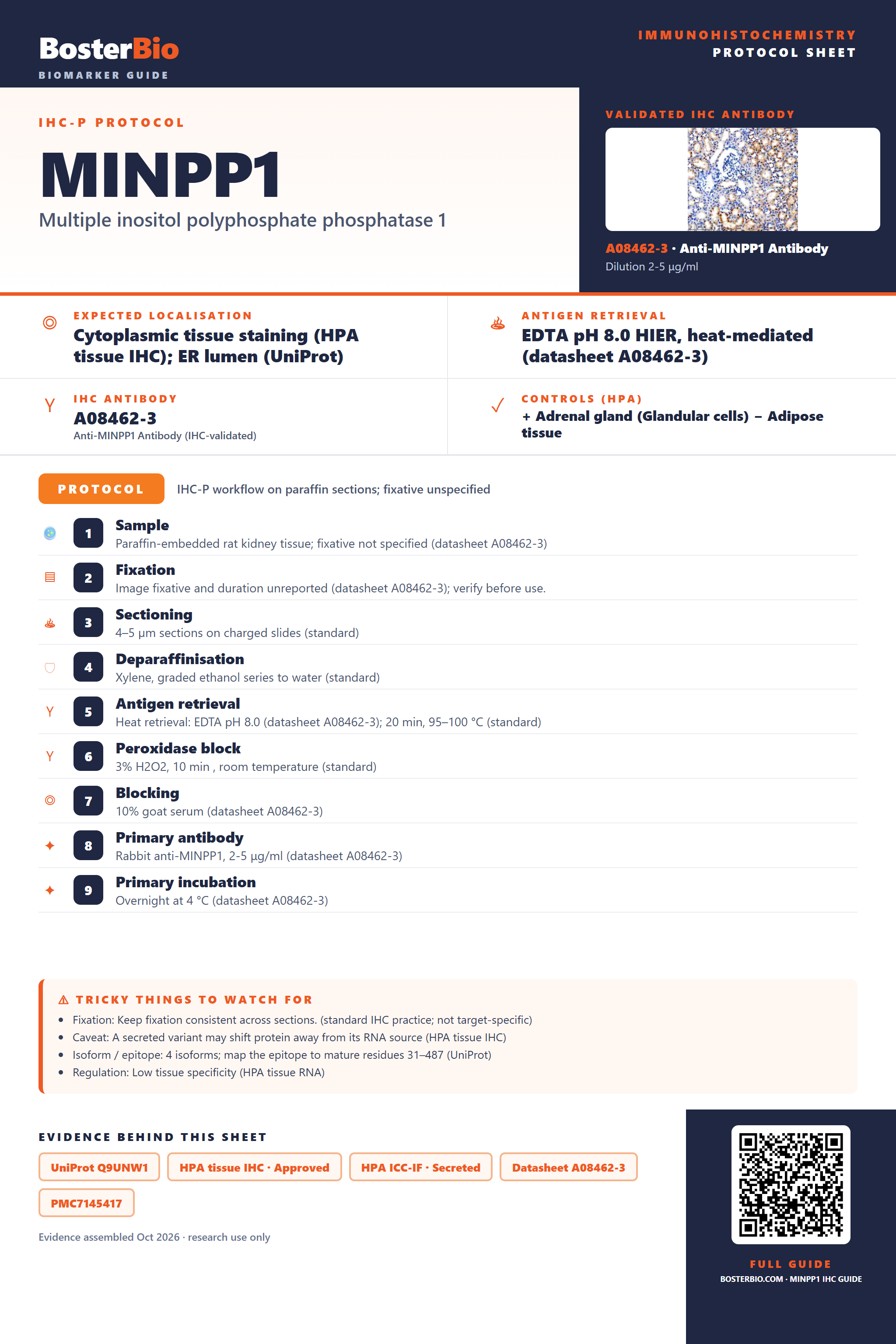 Immunohistochemistry protocol sheet for MINPP1 (IHC for MINPP1): expected localisation Cytoplasmic tissue staining (HPA tissue IHC); ER lumen (UniProt), antibody A08462-3, validated IHC image, and IHC protocol steps