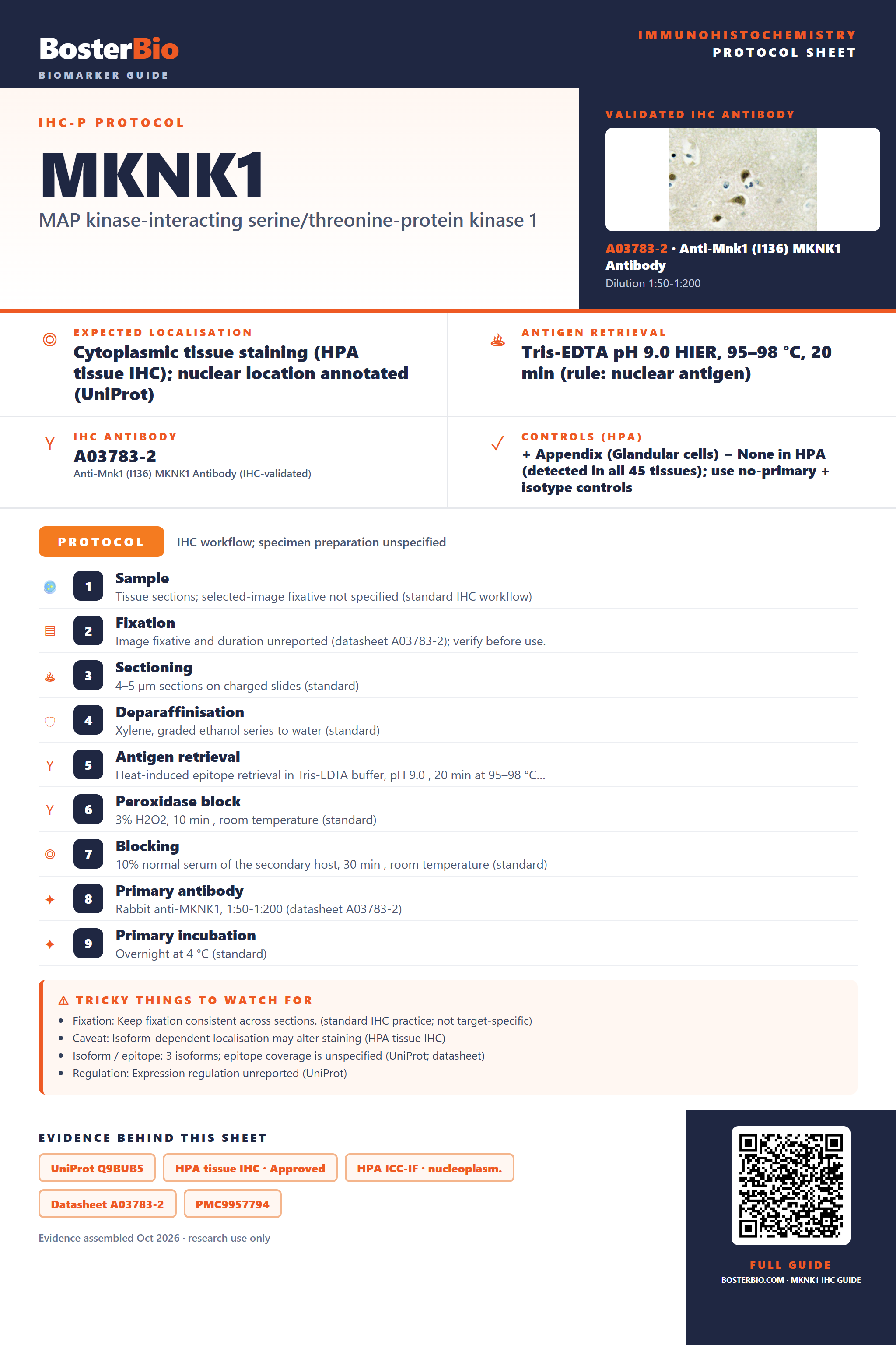Immunohistochemistry protocol sheet for MKNK1 (IHC for MKNK1): expected localisation Cytoplasmic tissue staining (HPA tissue IHC); nuclear location annotated (UniProt), antibody A03783-2, validated IHC image, and IHC protocol steps