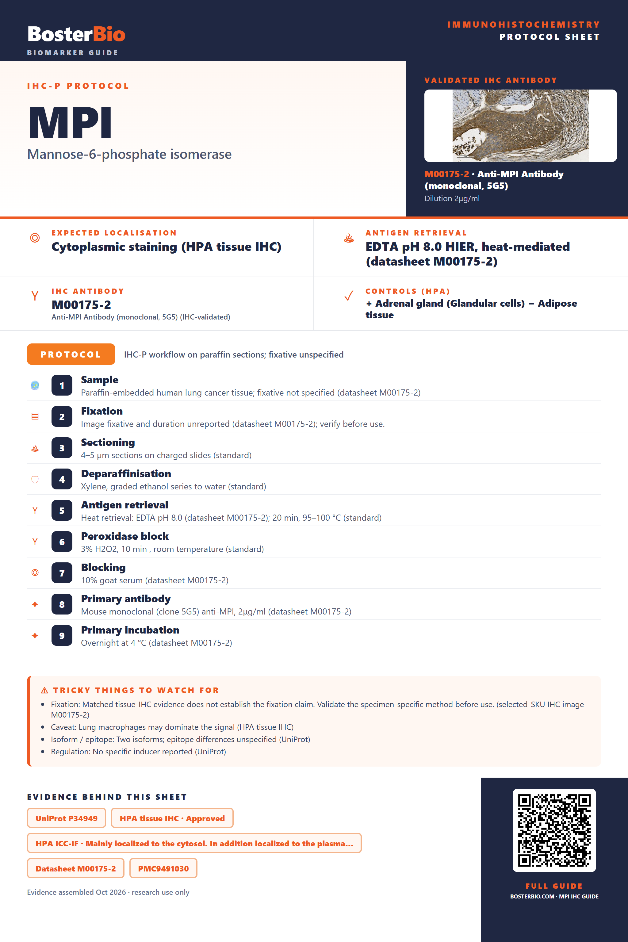 Immunohistochemistry protocol sheet for MPI (IHC for MPI): expected localisation Cytoplasmic staining (HPA tissue IHC), antibody M00175-2, validated IHC image, and IHC protocol steps