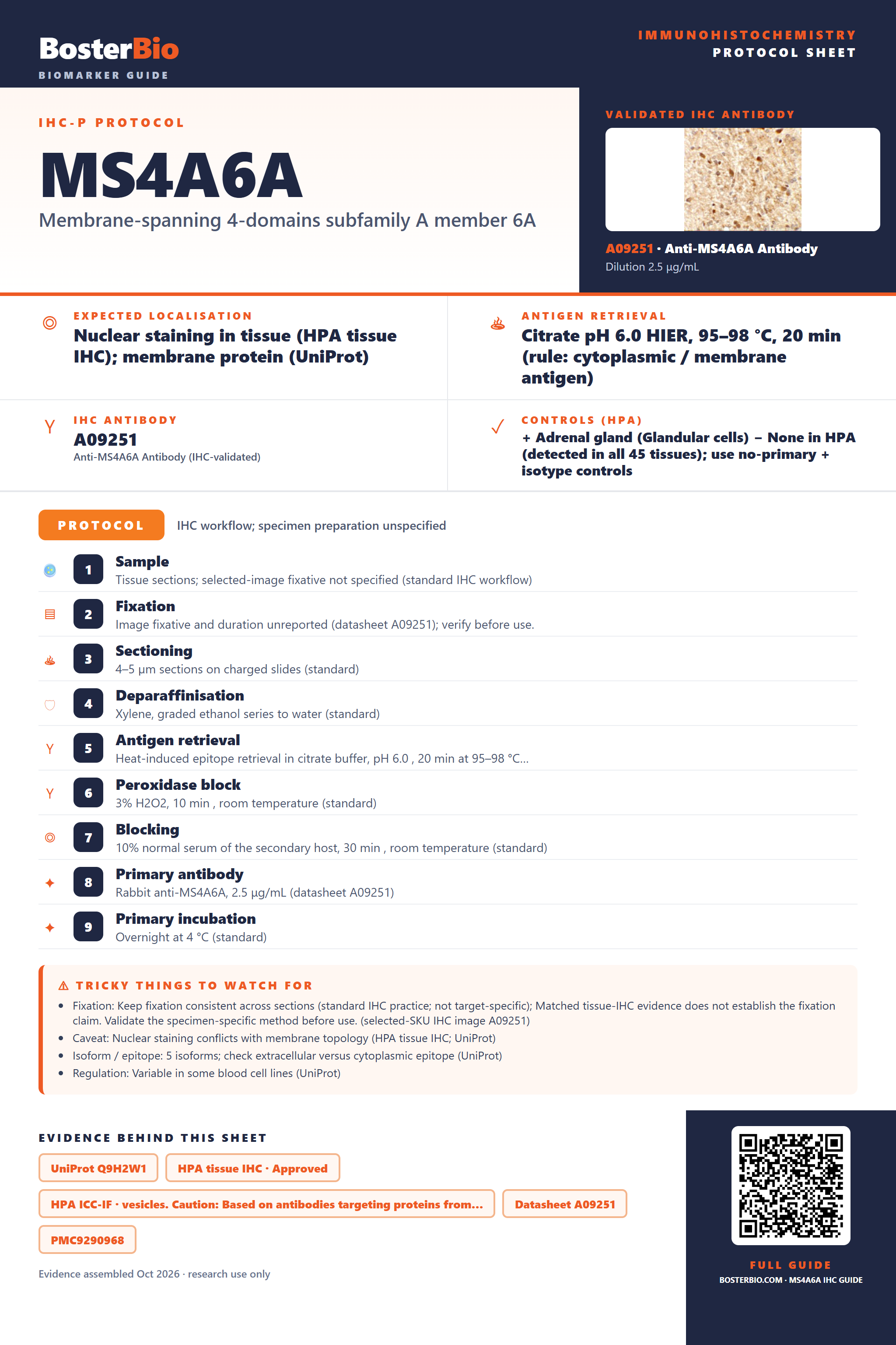 Immunohistochemistry protocol sheet for MS4A6A (IHC for MS4A6A): expected localisation Nuclear staining in tissue (HPA tissue IHC); membrane protein (UniProt), antibody A09251, validated IHC image, and IHC protocol steps
