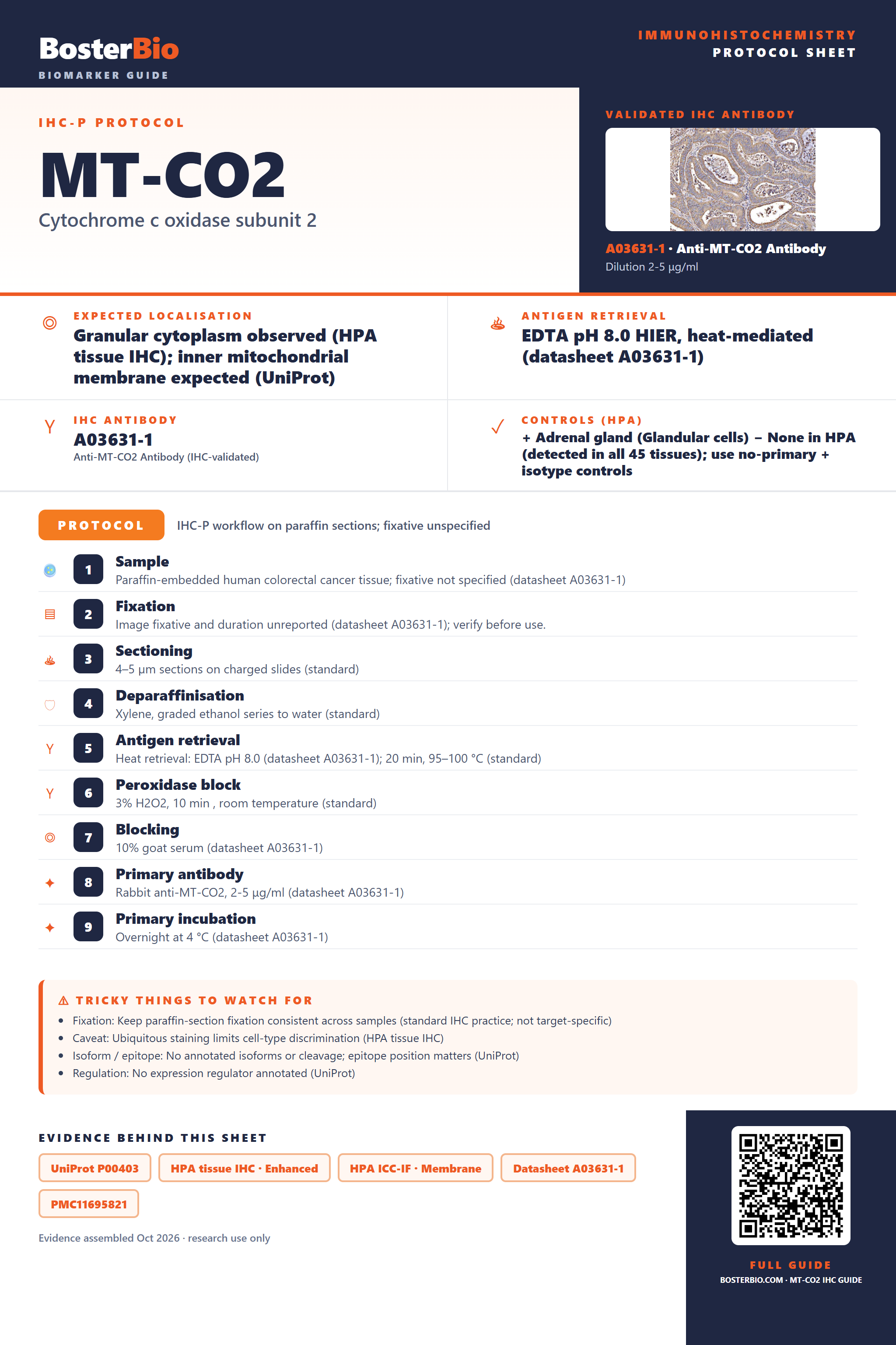 Immunohistochemistry protocol sheet for MT-CO2 (IHC for MT-CO2): expected localisation Granular cytoplasm observed (HPA tissue IHC); inner mitochondrial membrane expected (UniProt), antibody A03631-1, validated IHC image, and IHC protocol steps