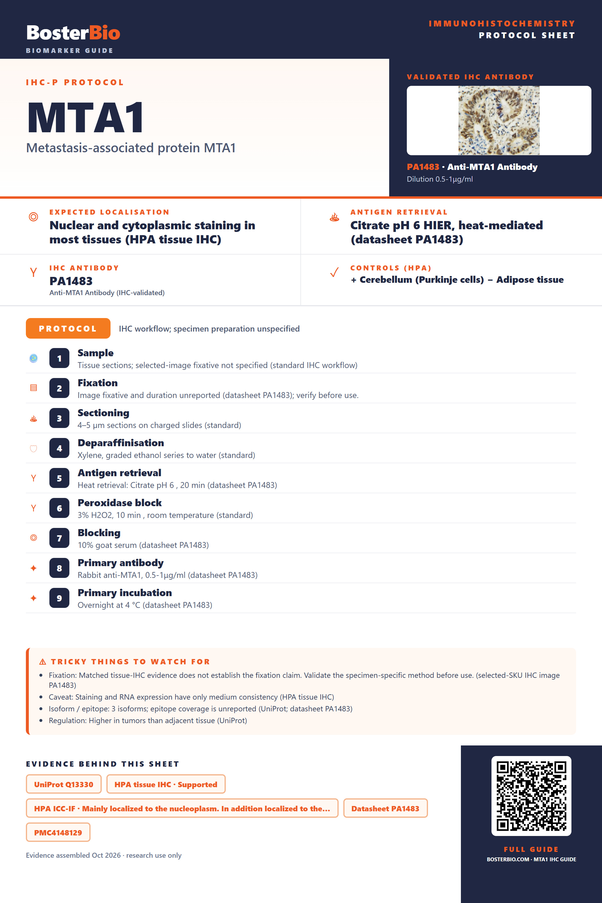 Immunohistochemistry protocol sheet for MTA1 (IHC for MTA1): expected localisation Nuclear and cytoplasmic staining in most tissues (HPA tissue IHC), antibody PA1483, validated IHC image, and IHC protocol steps